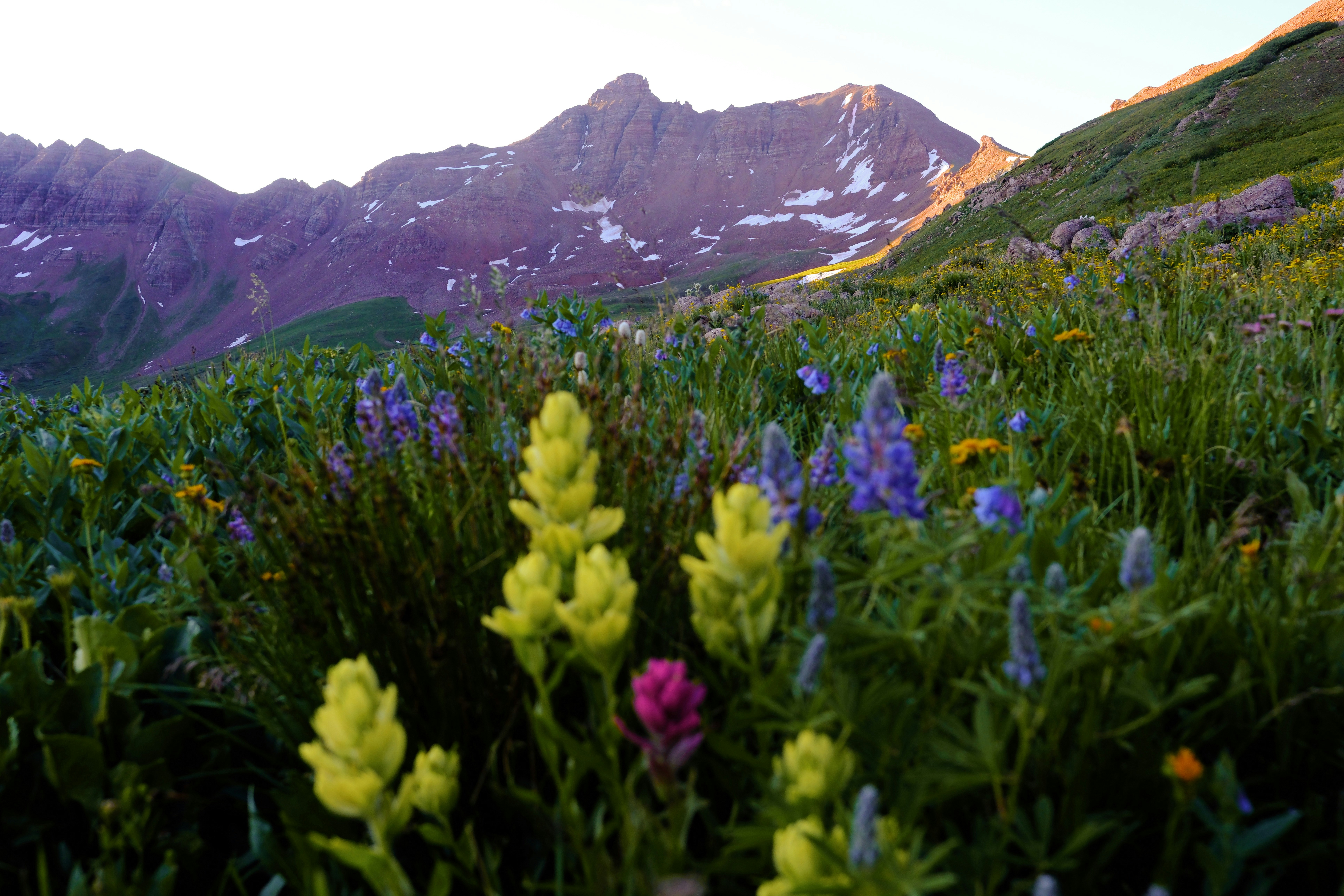 8 Best Time To Visit US National Parks for Wildflowers