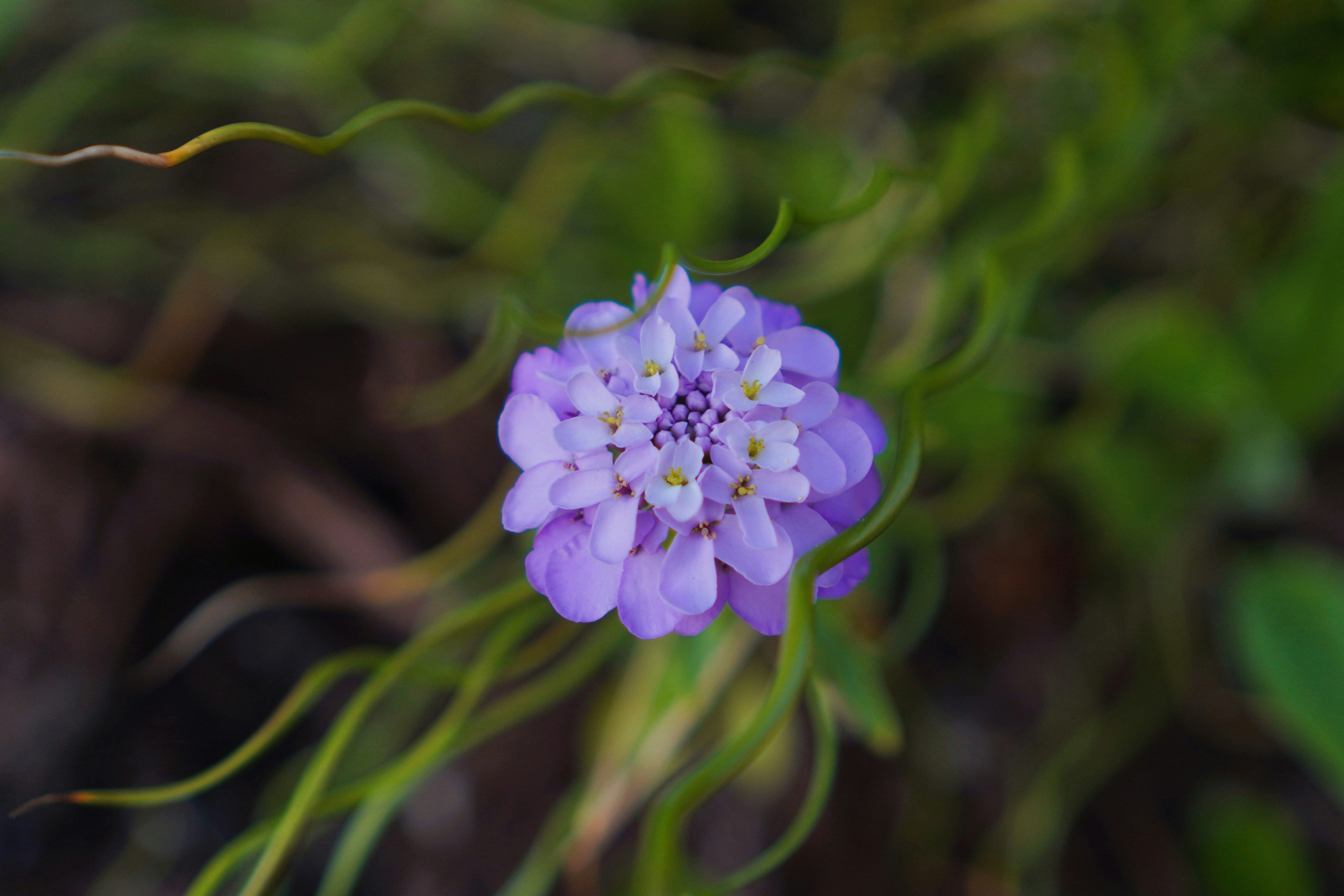 Photo by meinayin
