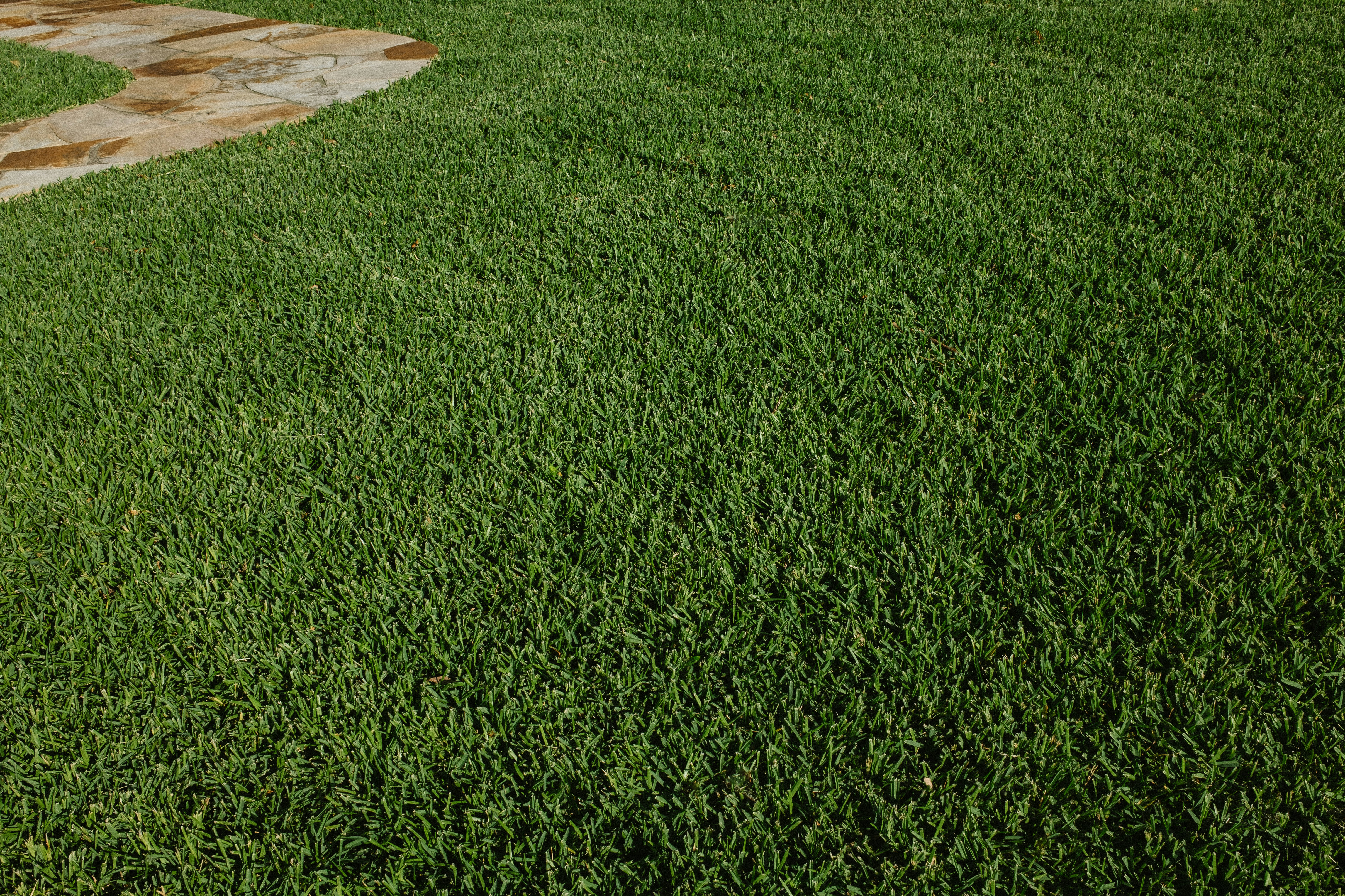 A clean, stump-free lawn with new grass growing - stump grinding cost calculator