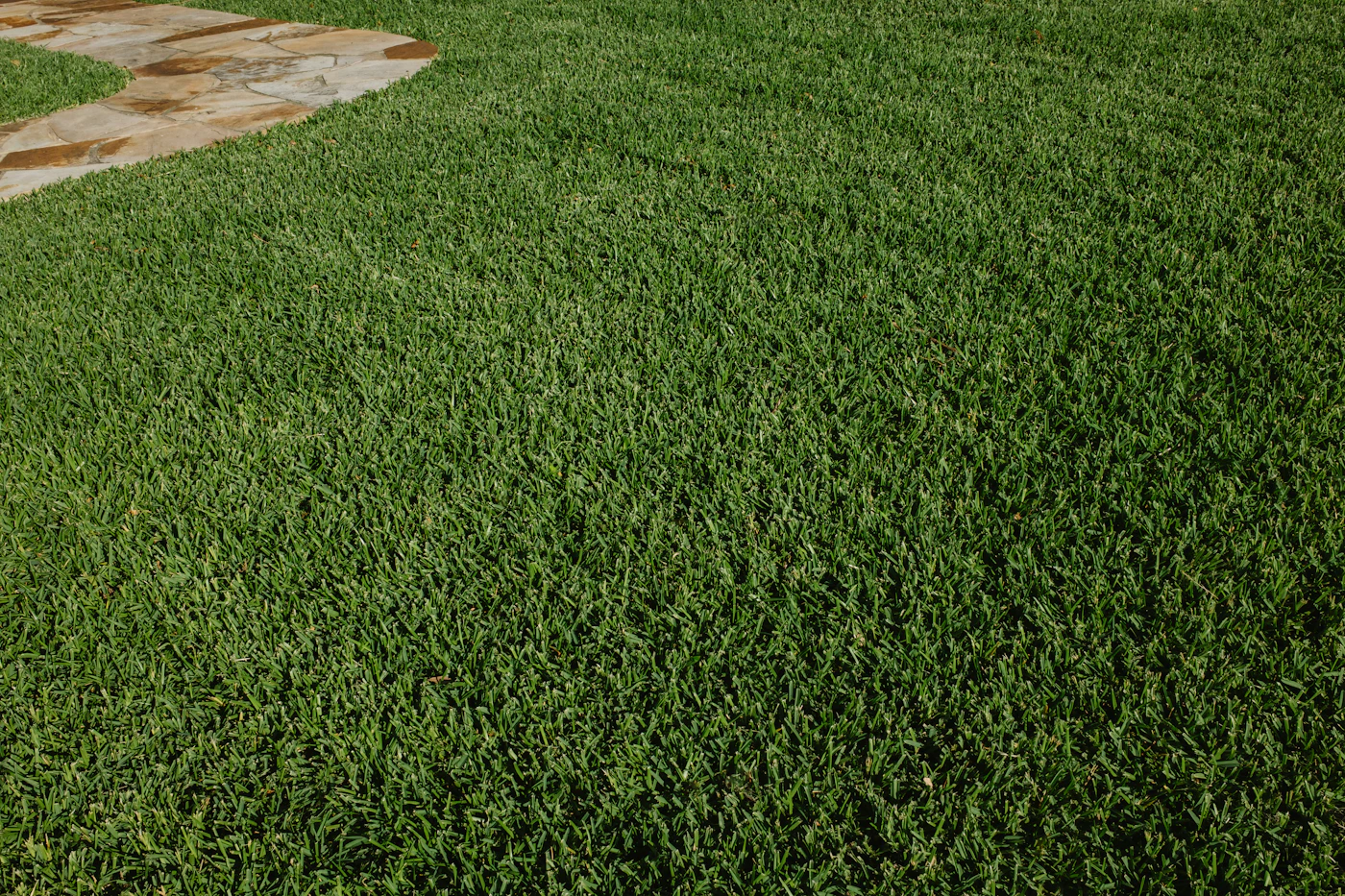 Freshly maintained lawn bordered by mature planting beds
