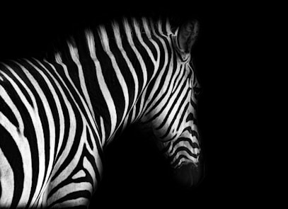A black and white zebra against black.