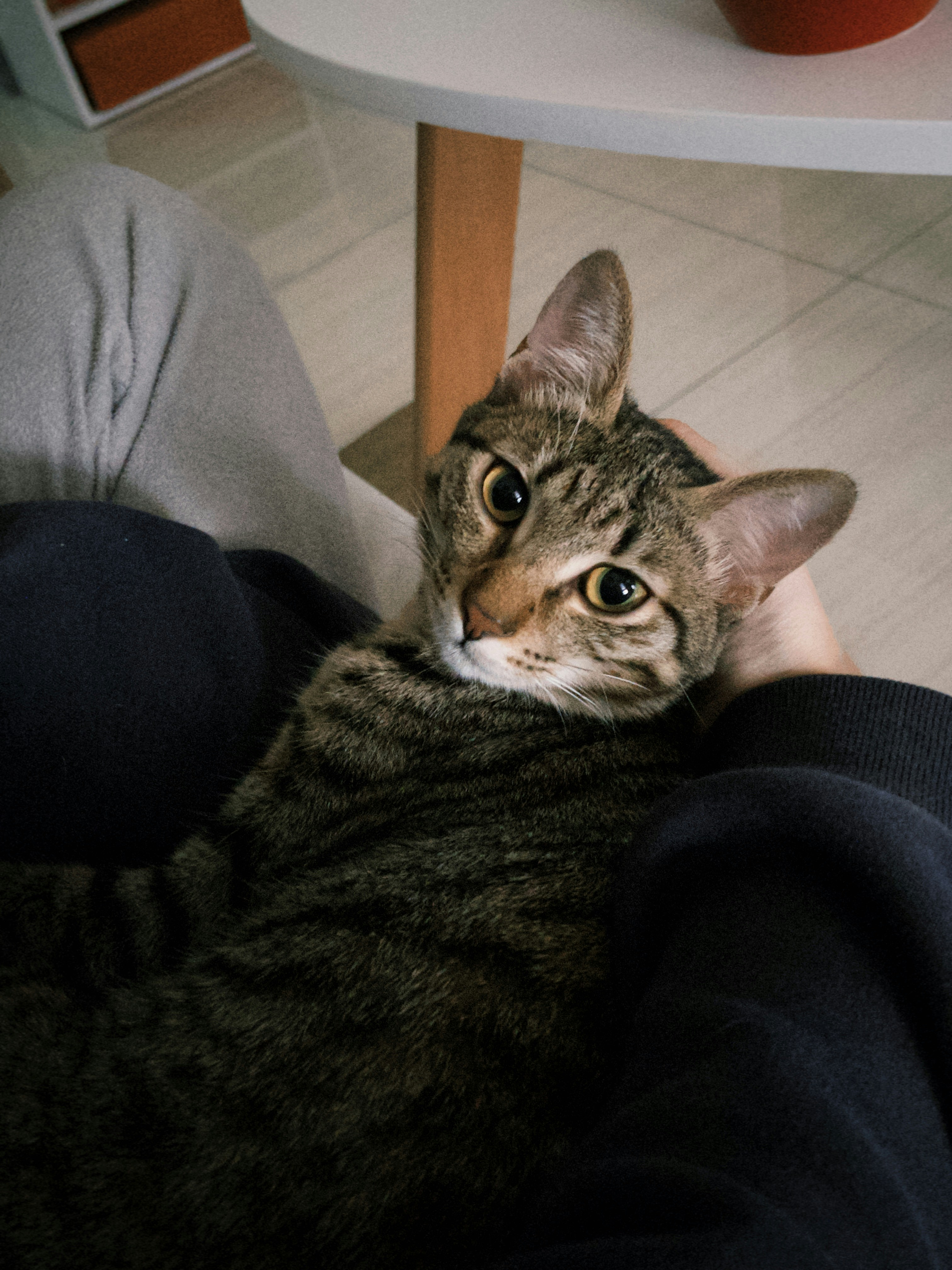 A tabby cat is sitting comfortably in lap.