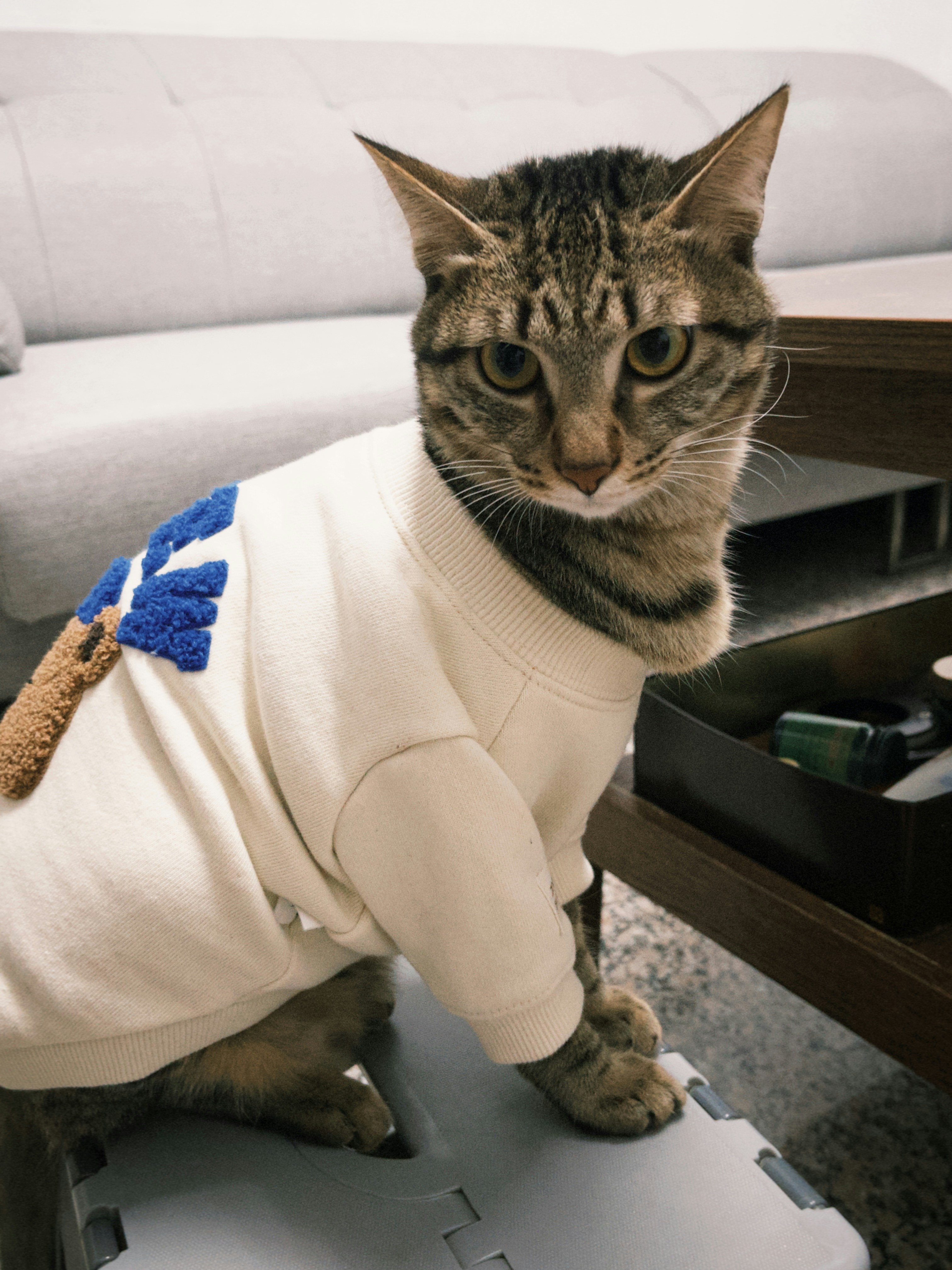 A cat wearing a sweater poses for the camera.