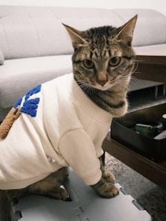 A cat wearing a sweater poses for the camera.