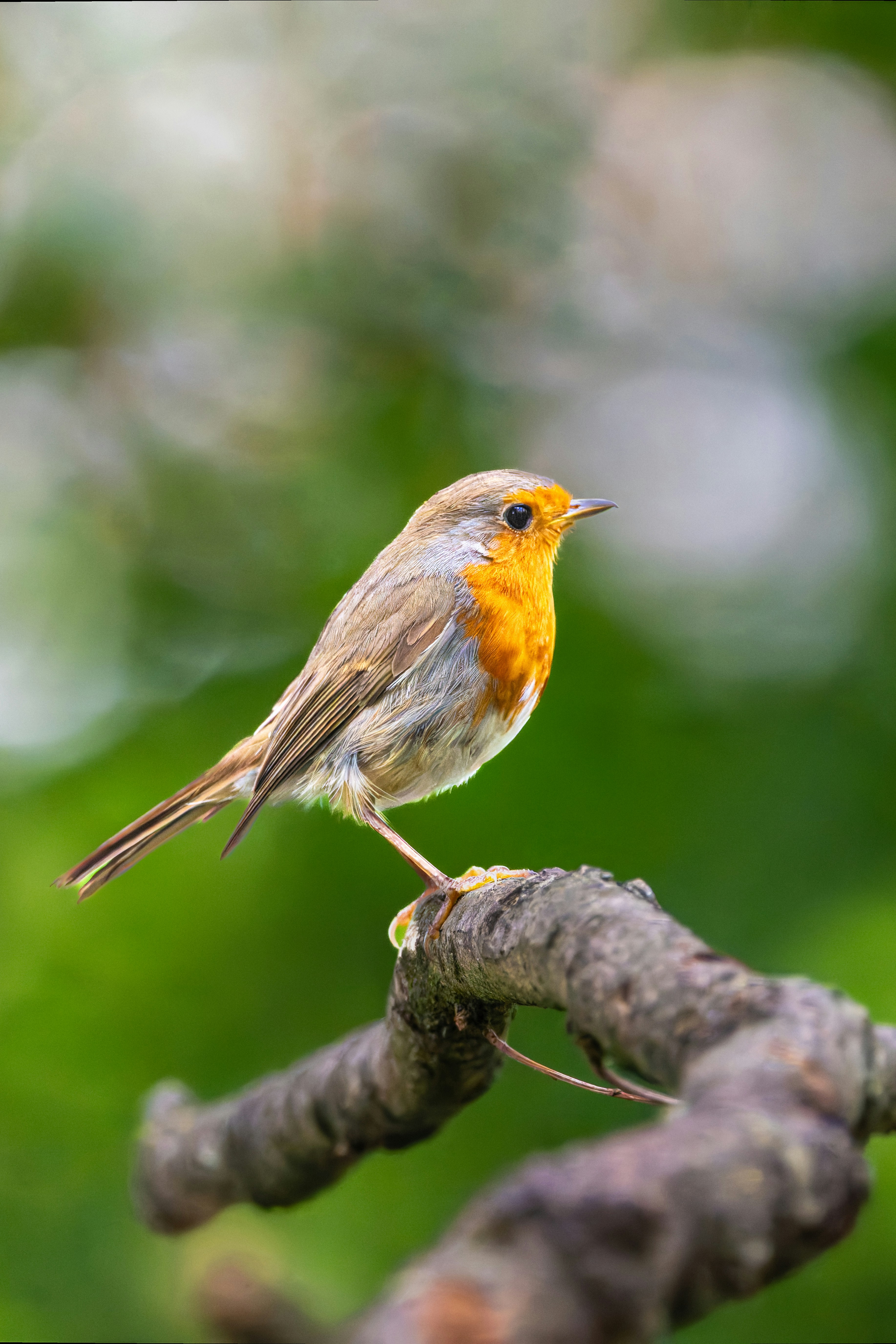 Photo by siegfriedpoepperl