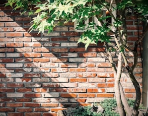 Brick wall shadowed by a green tree.