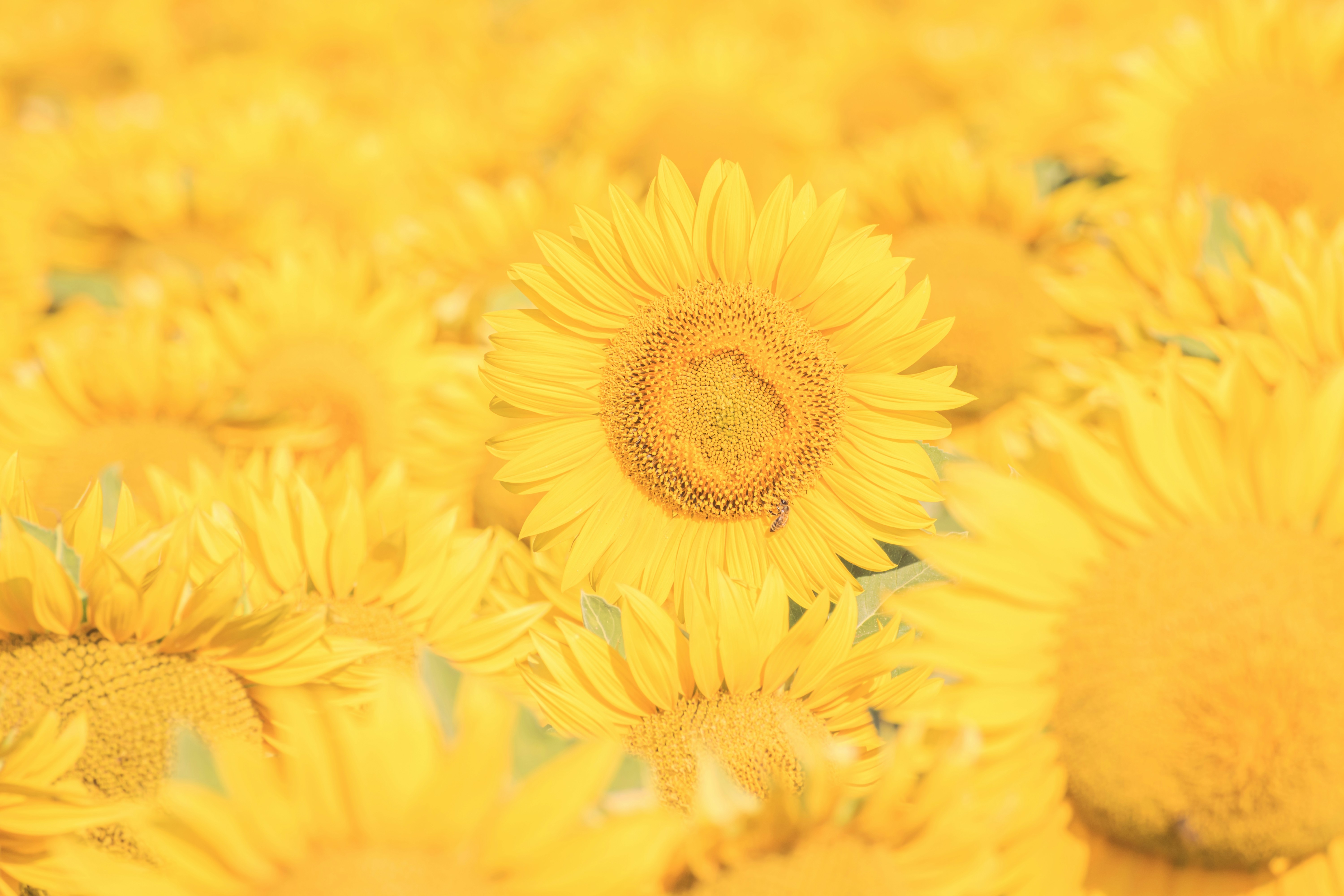 Photo by niki_emmert