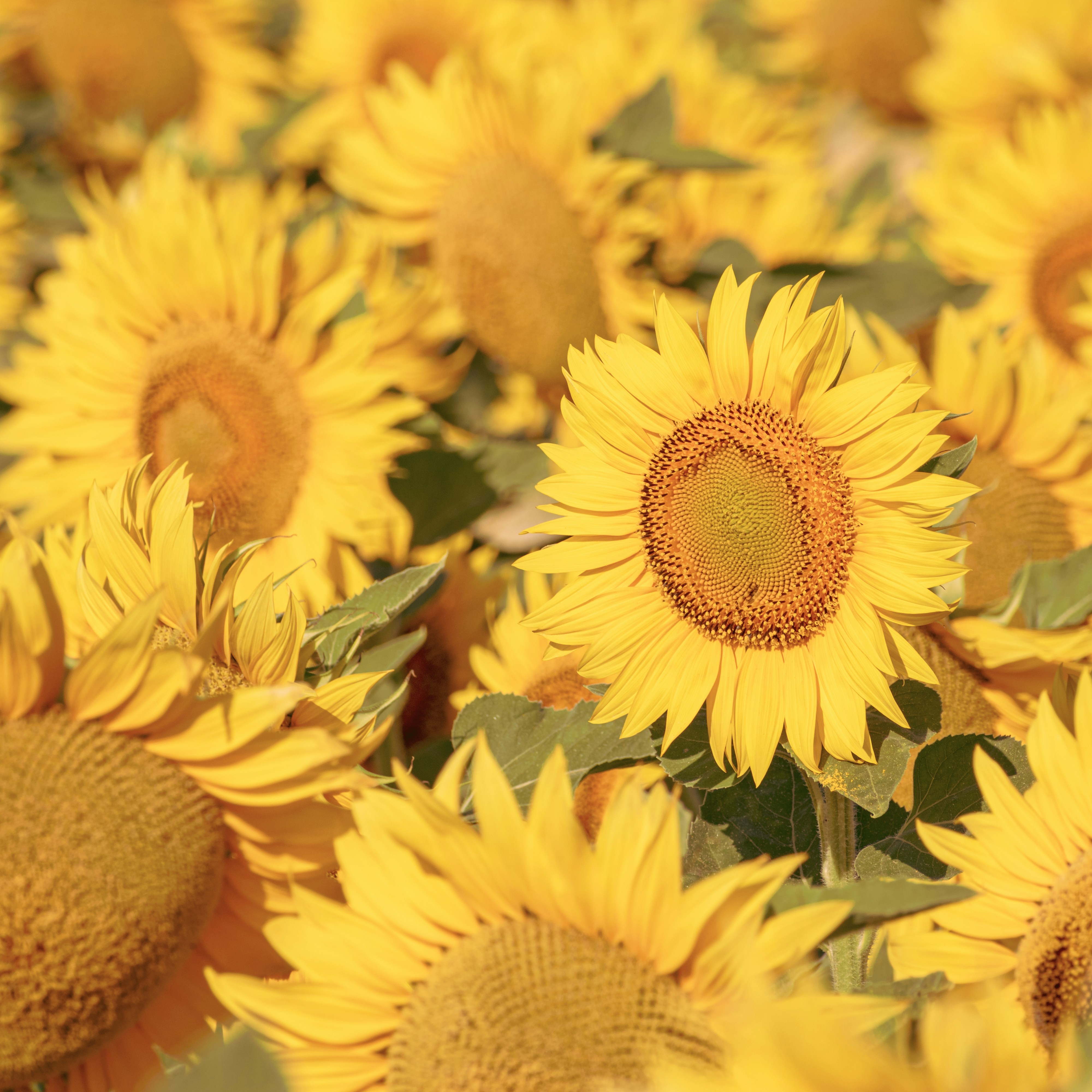 Photo by niki_emmert