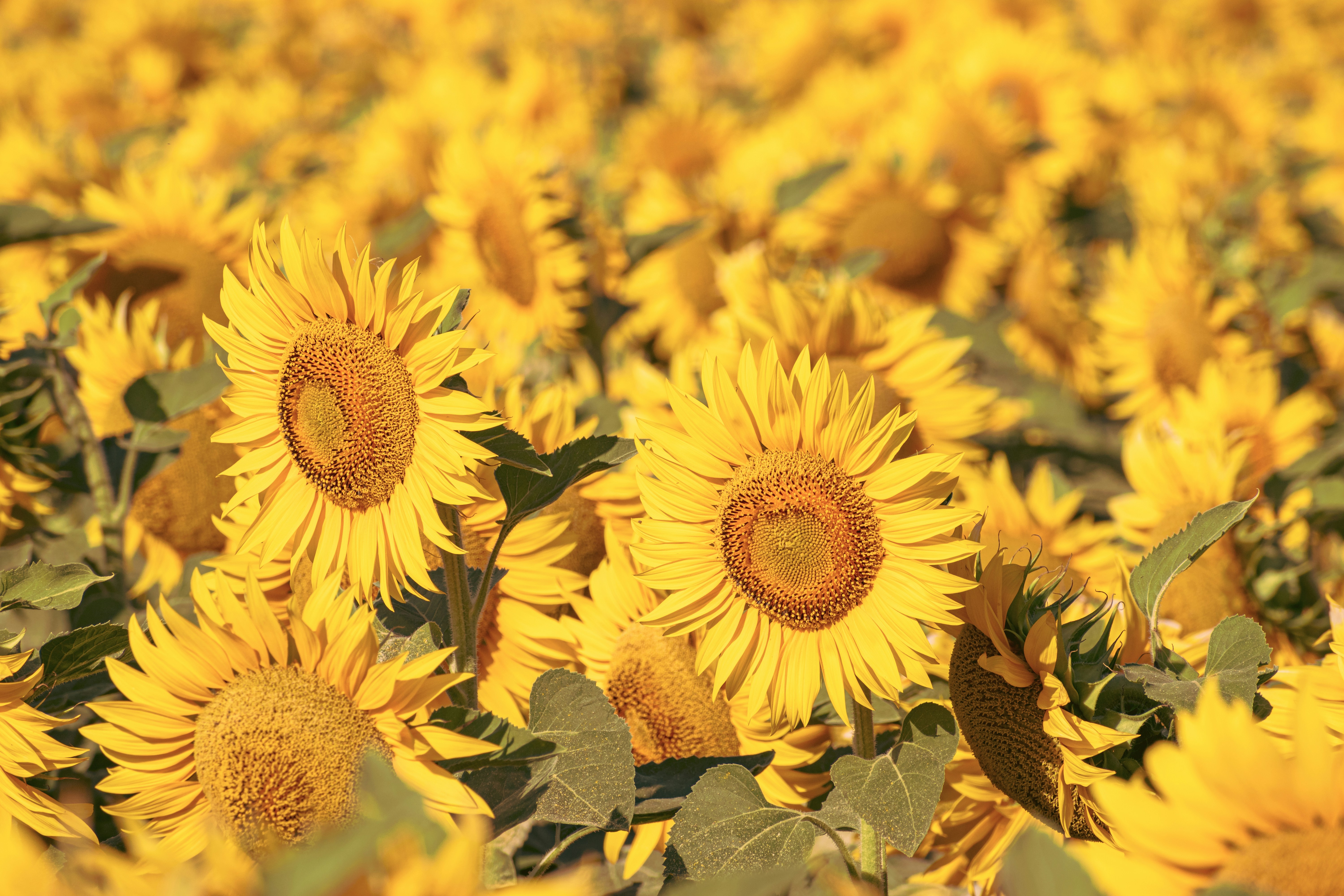 Photo by niki_emmert