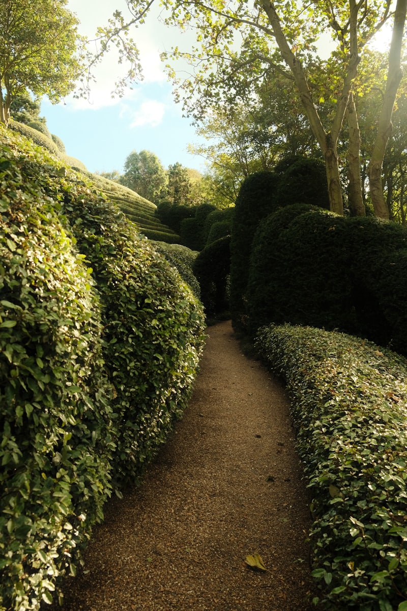 Haie parfaitement taillée dans un jardin résidentiel