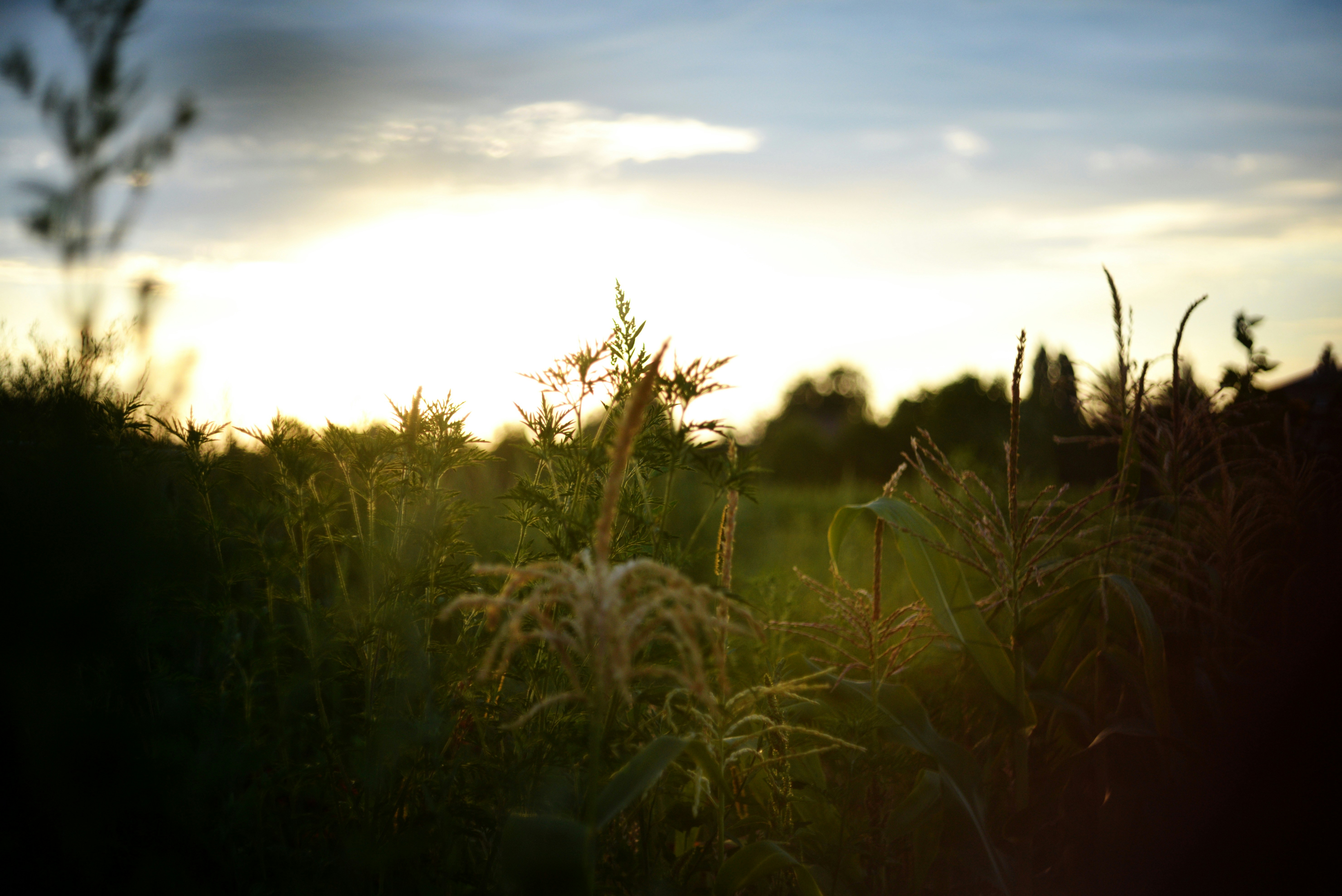 Photo by cherstve_pechivo