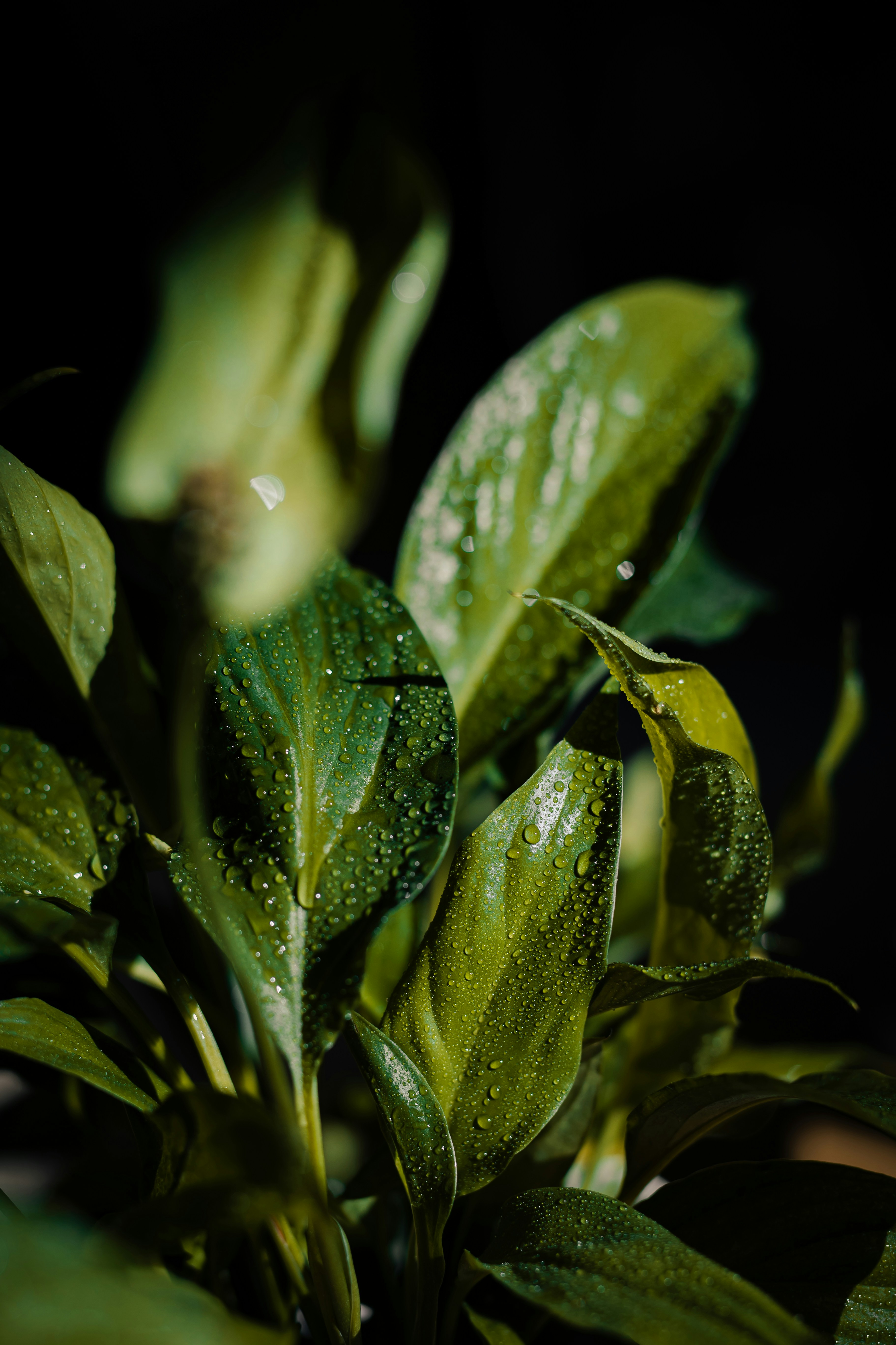 Wet, lush green leaves glisten in soft light.