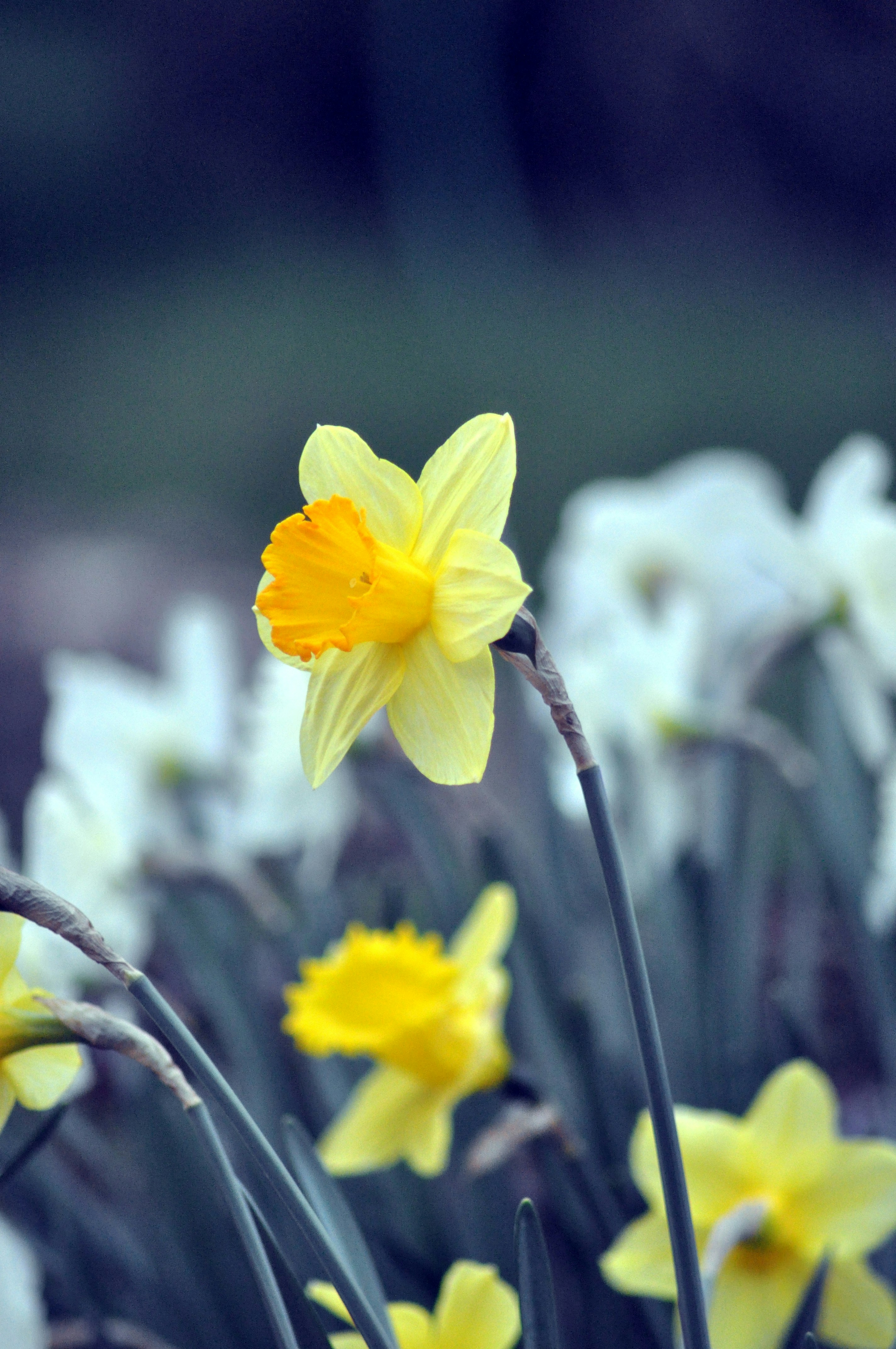 Photo by simonmharmer