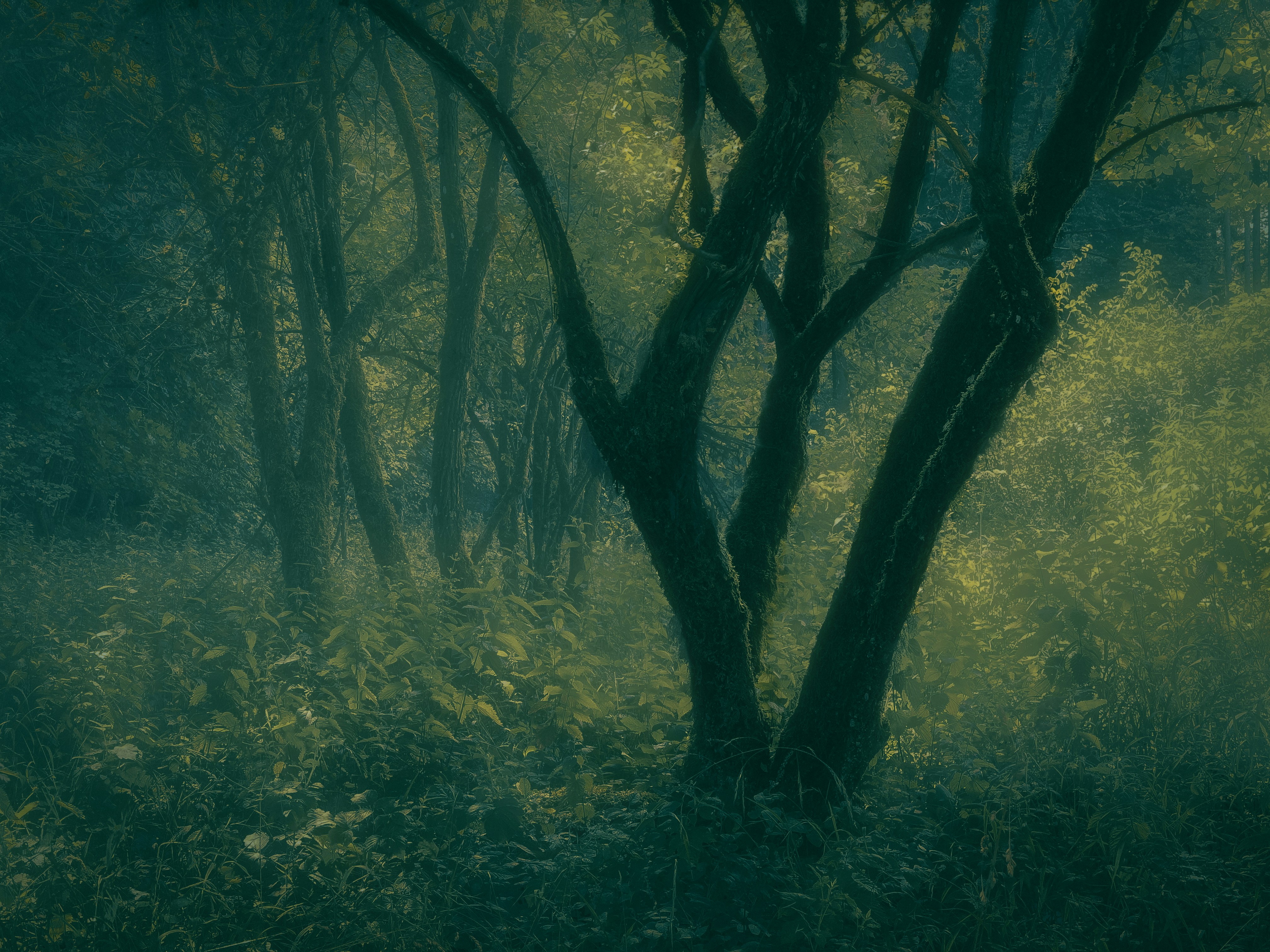 A moody forest scene with shadowy trees.