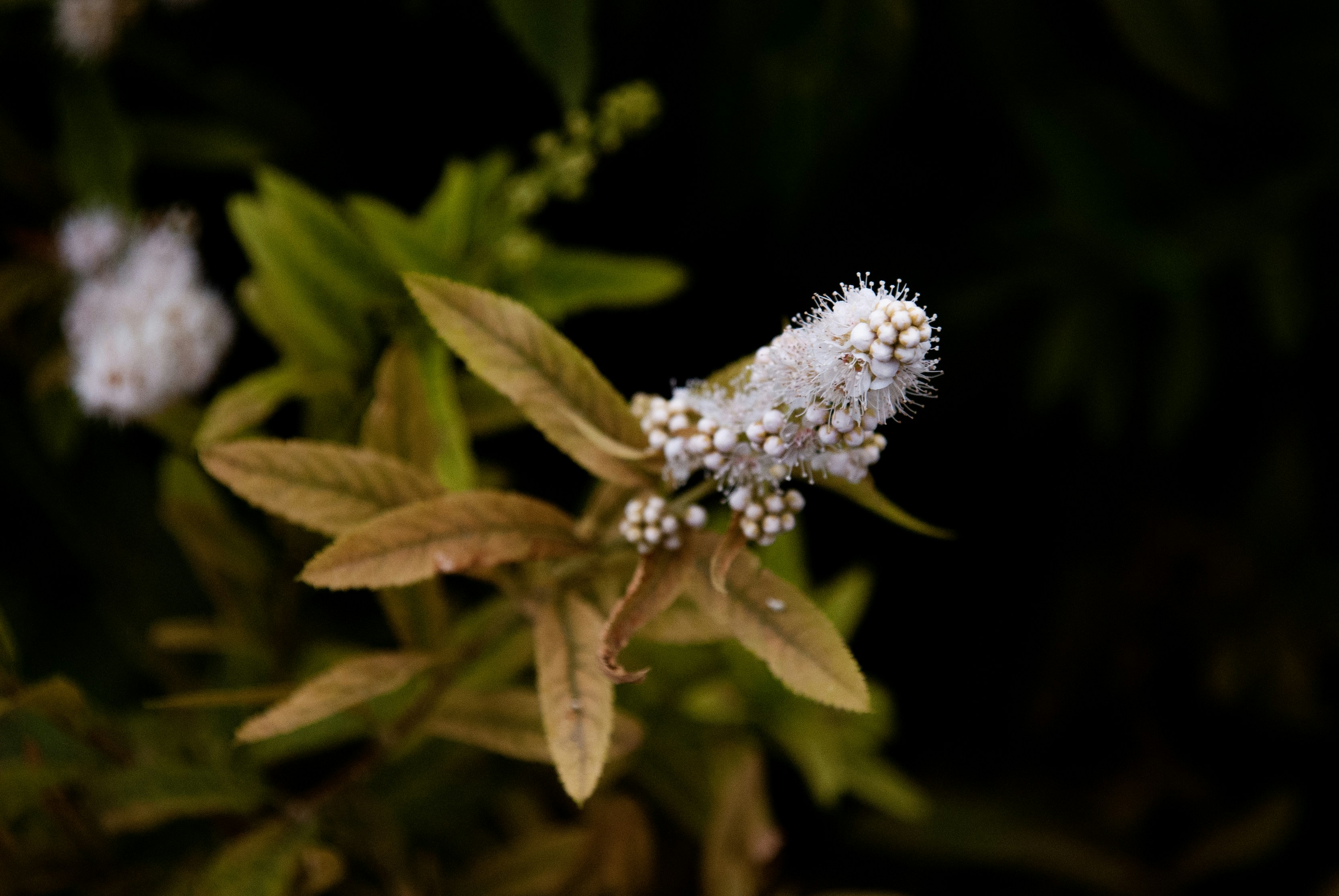 Photo by evavi17