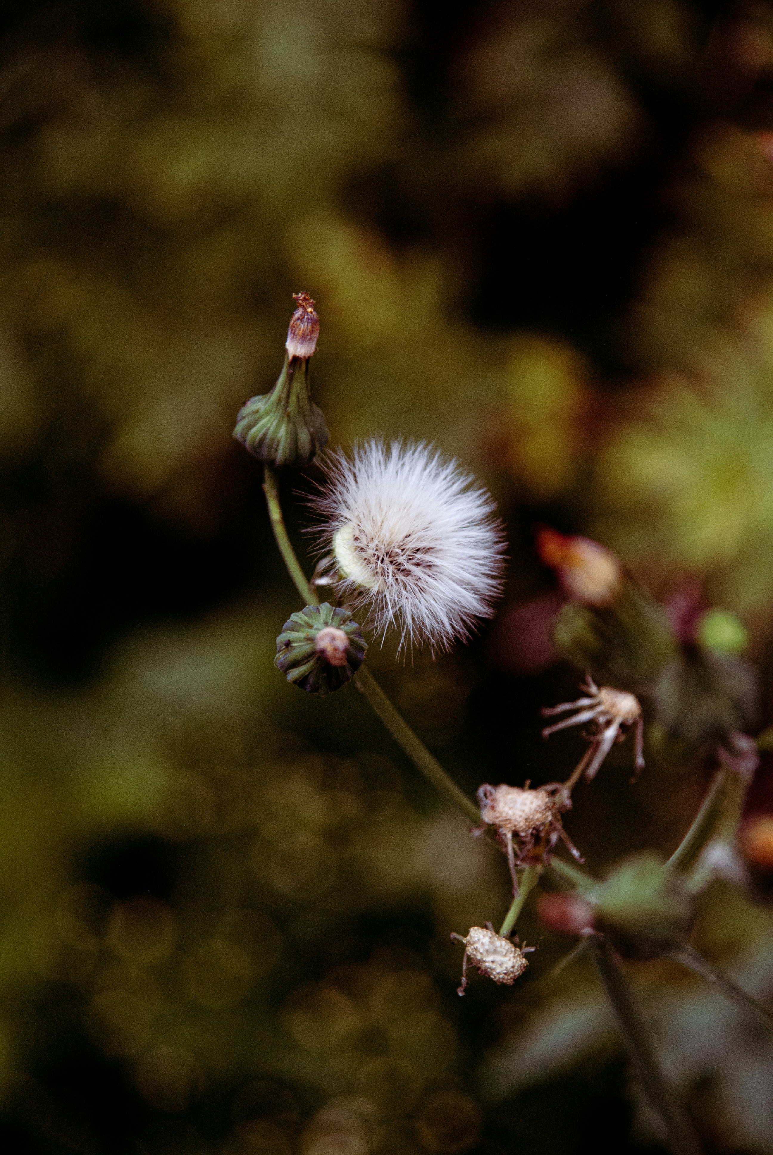 Photo by evavi17