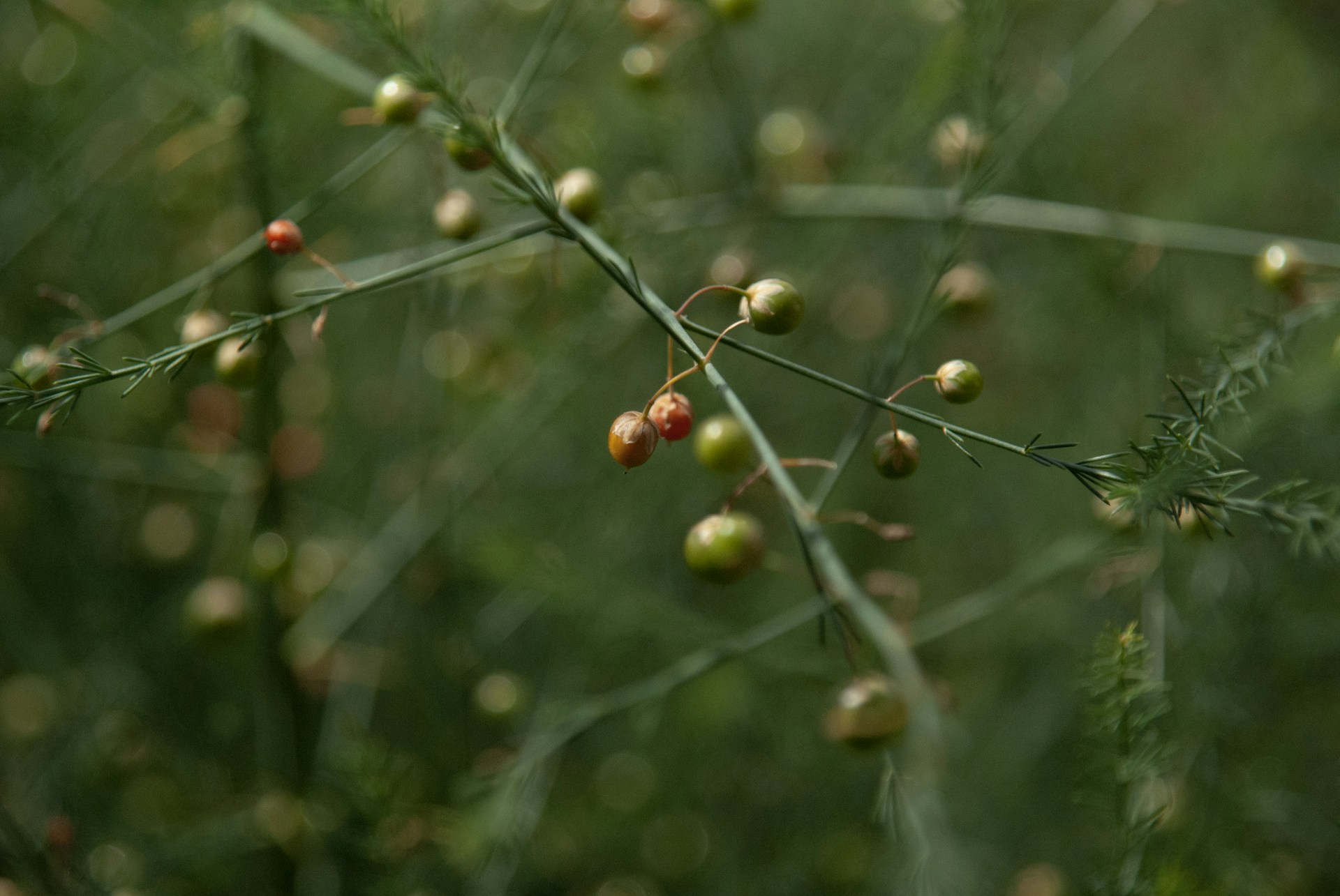 Green berries grow on a delicate, green plant.