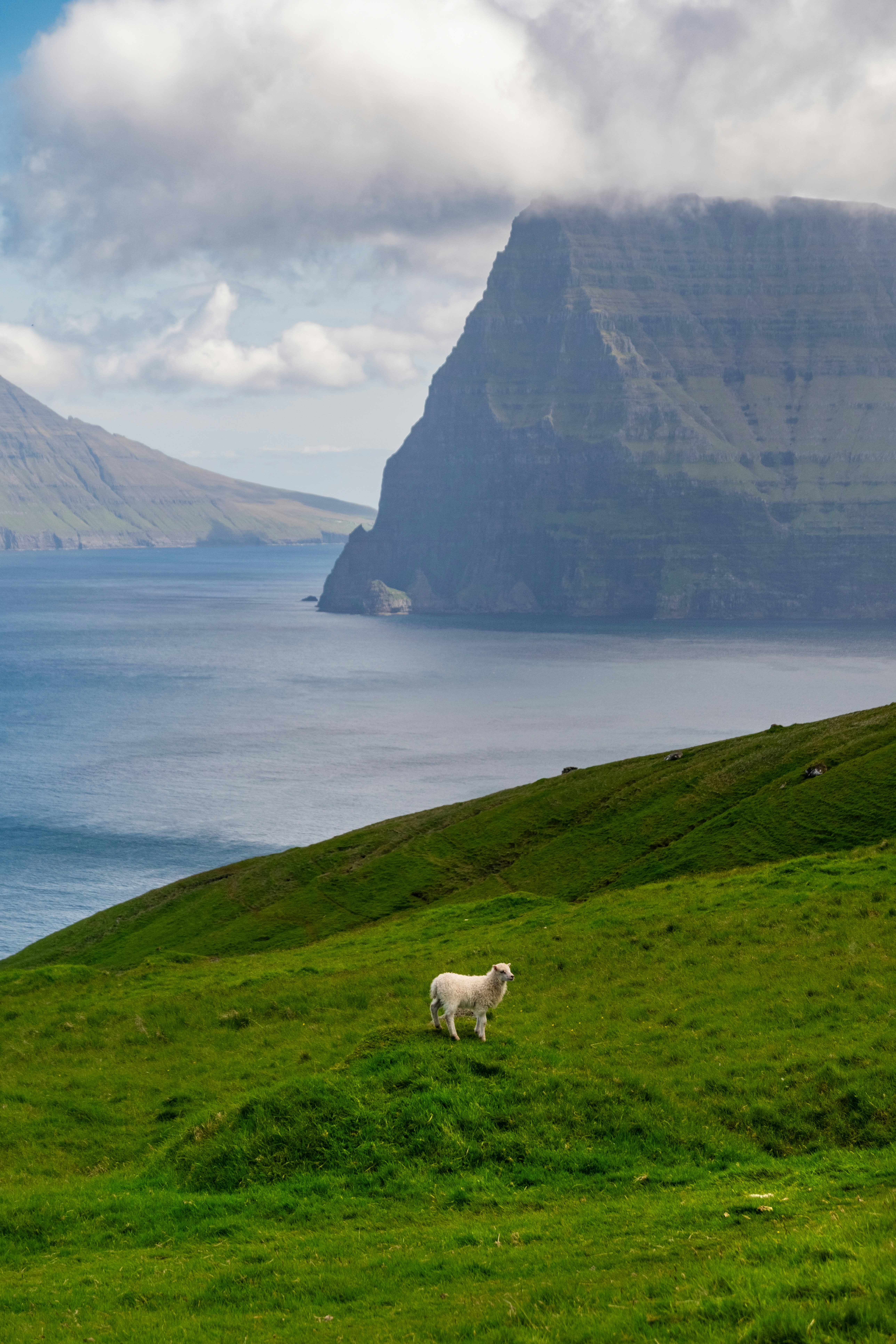 A sheep stands amidst a stunning landscape.