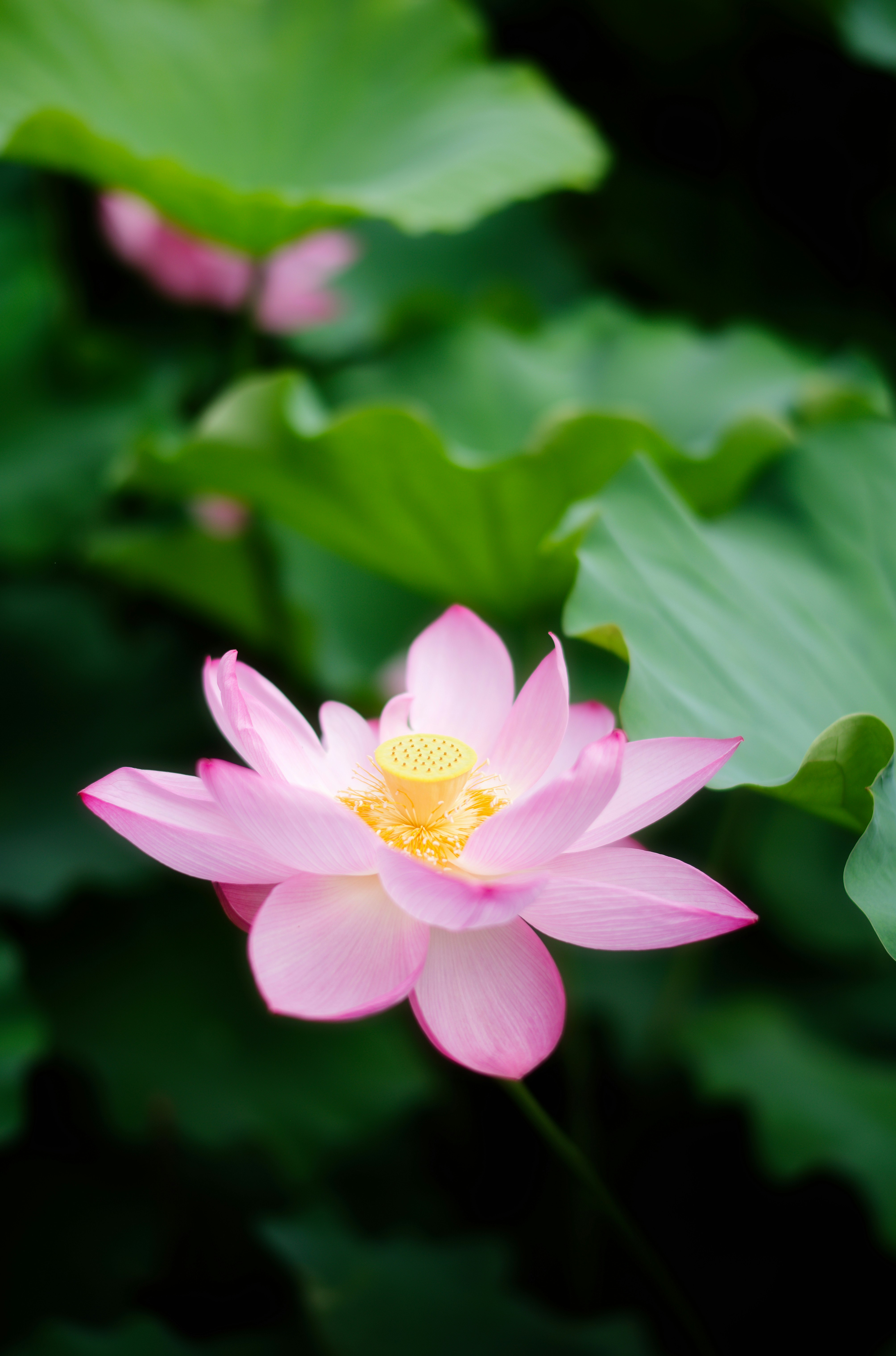 A beautiful pink lotus flower blossoms.