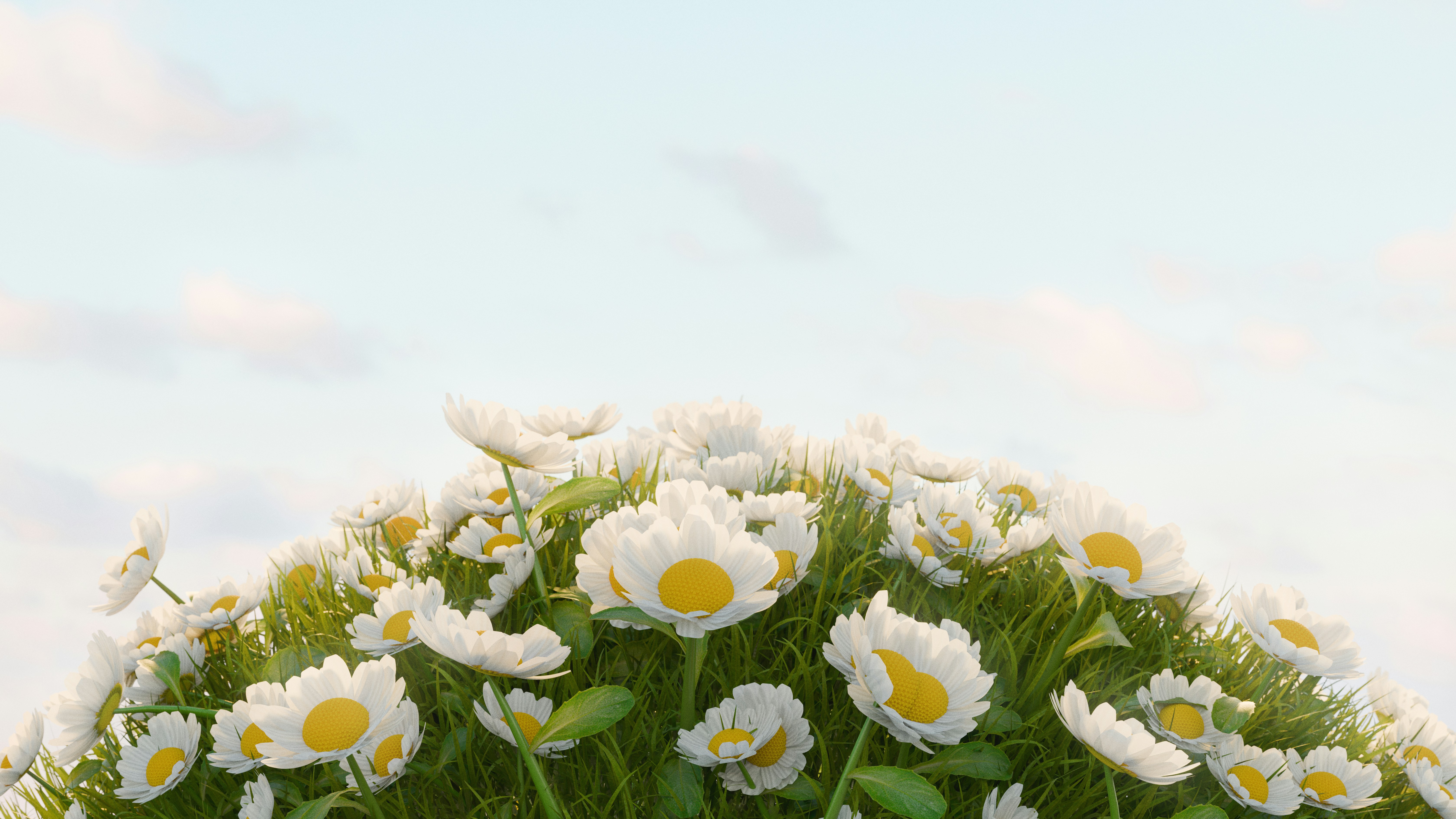 Daisies bloom in a field beneath a cloudy sky.