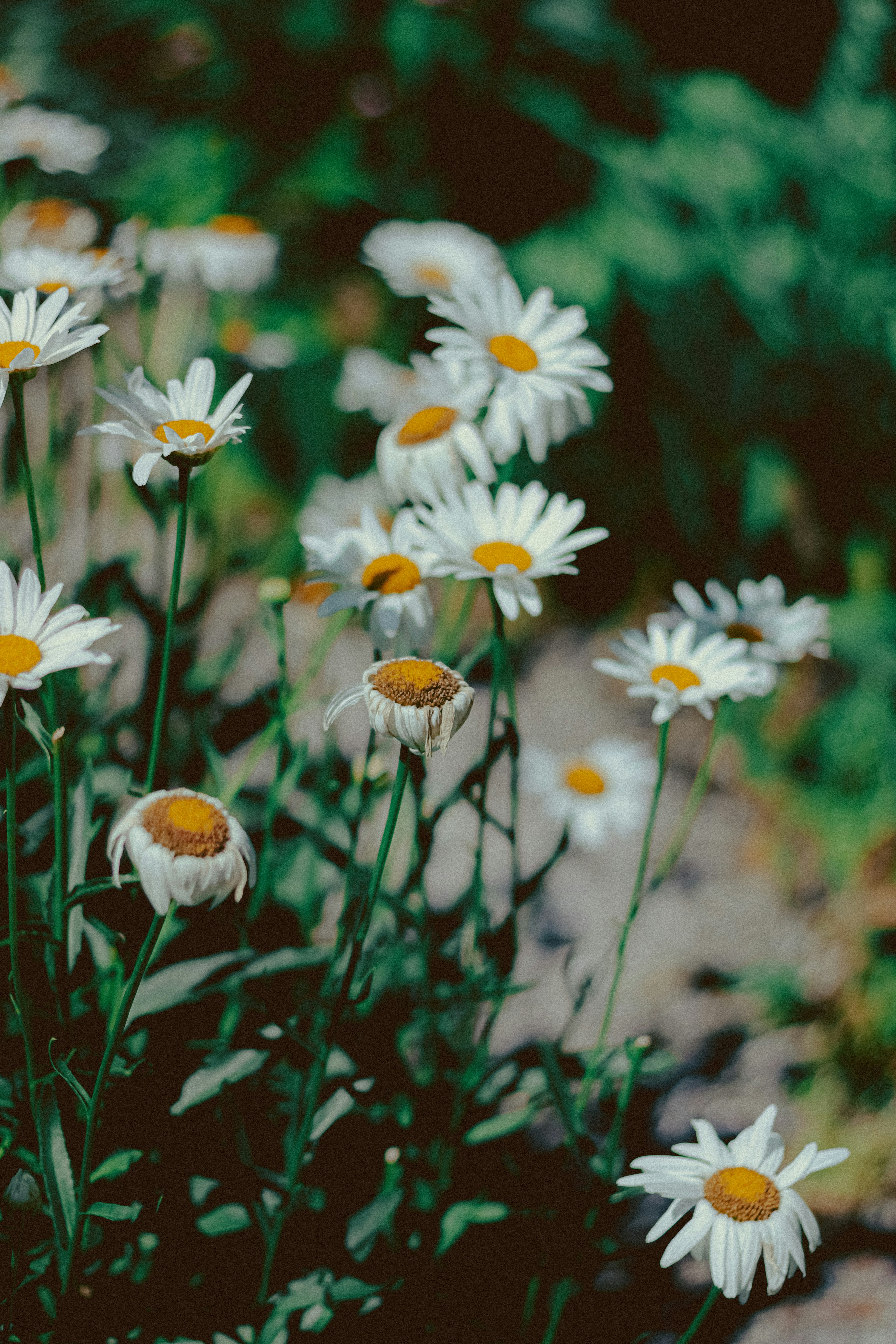 Photo by linusbelanger