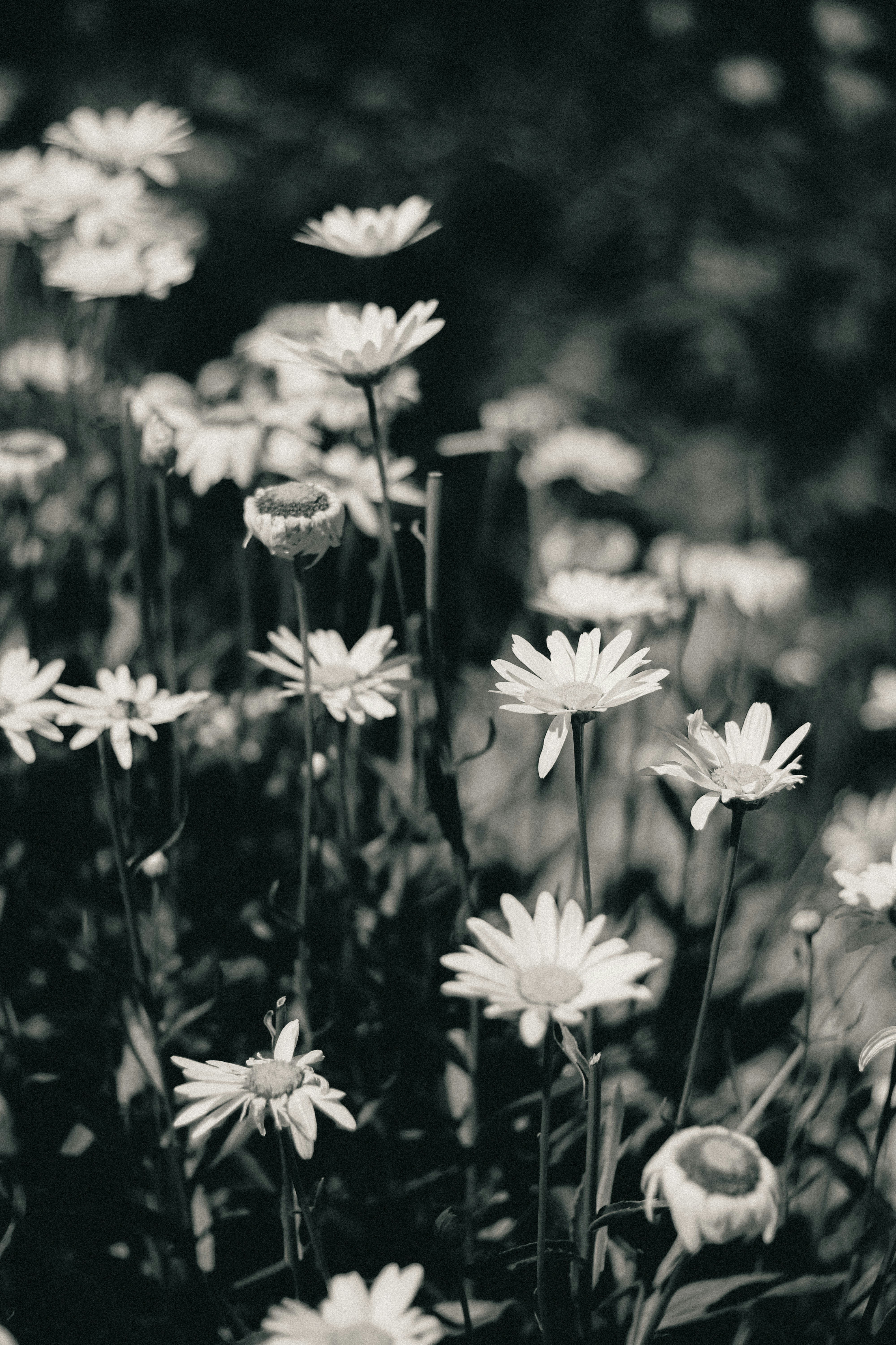 Campo de margaritas en elegante blanco y negro. foto – Imagen de Flor  gratuita en Unsplash, image size:3000x4500