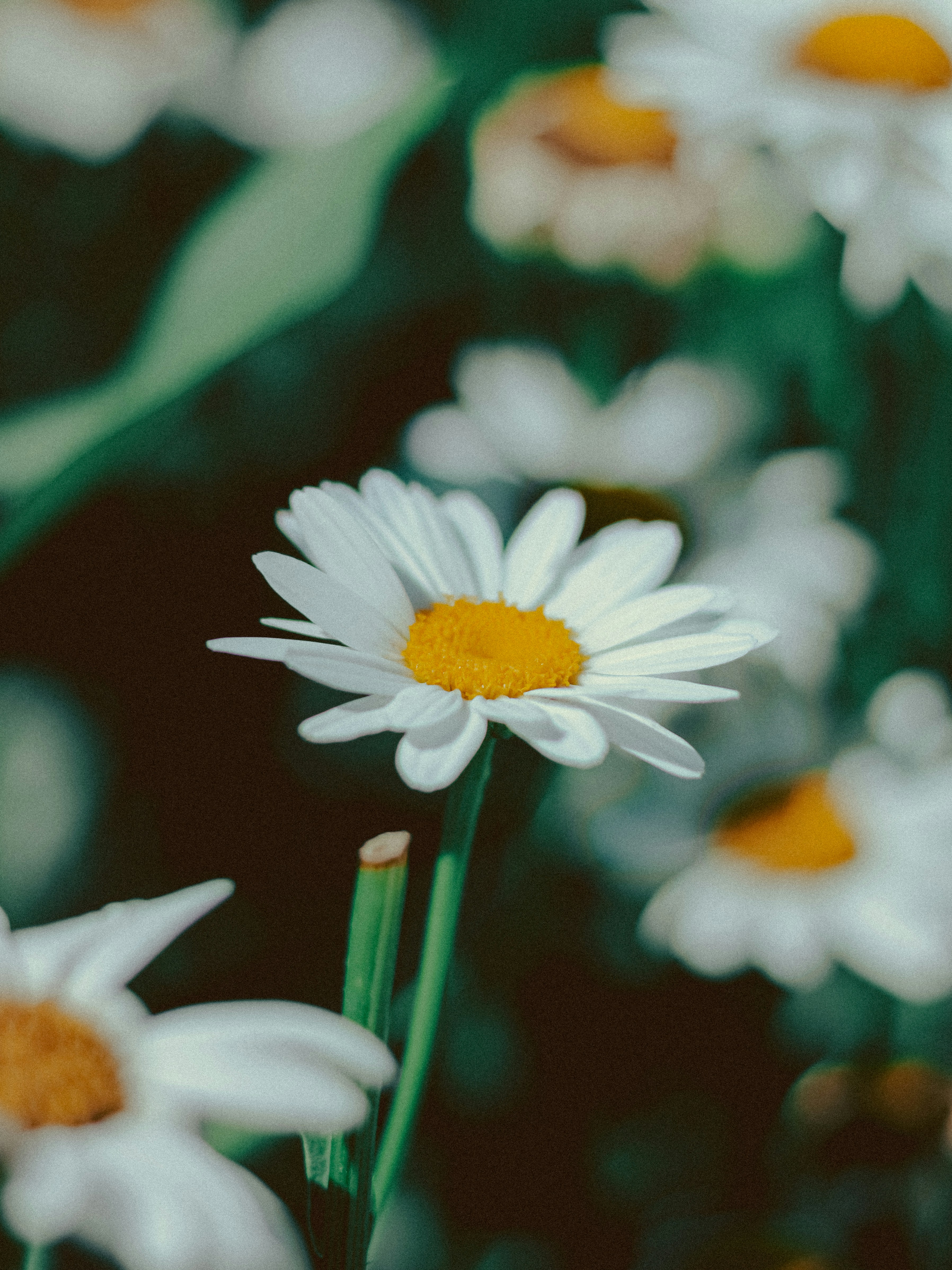 Photo by linusbelanger