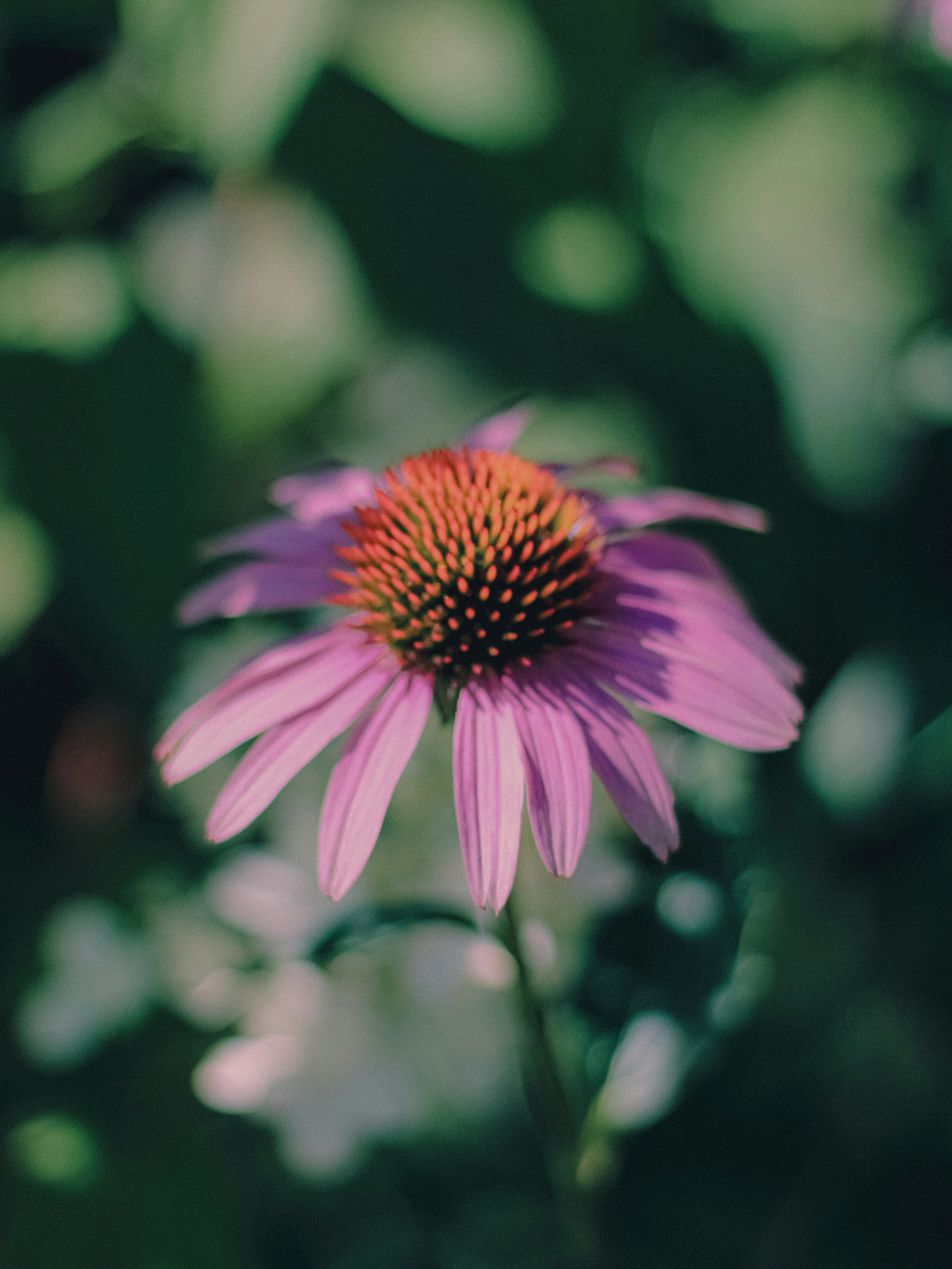 Photo by linusbelanger