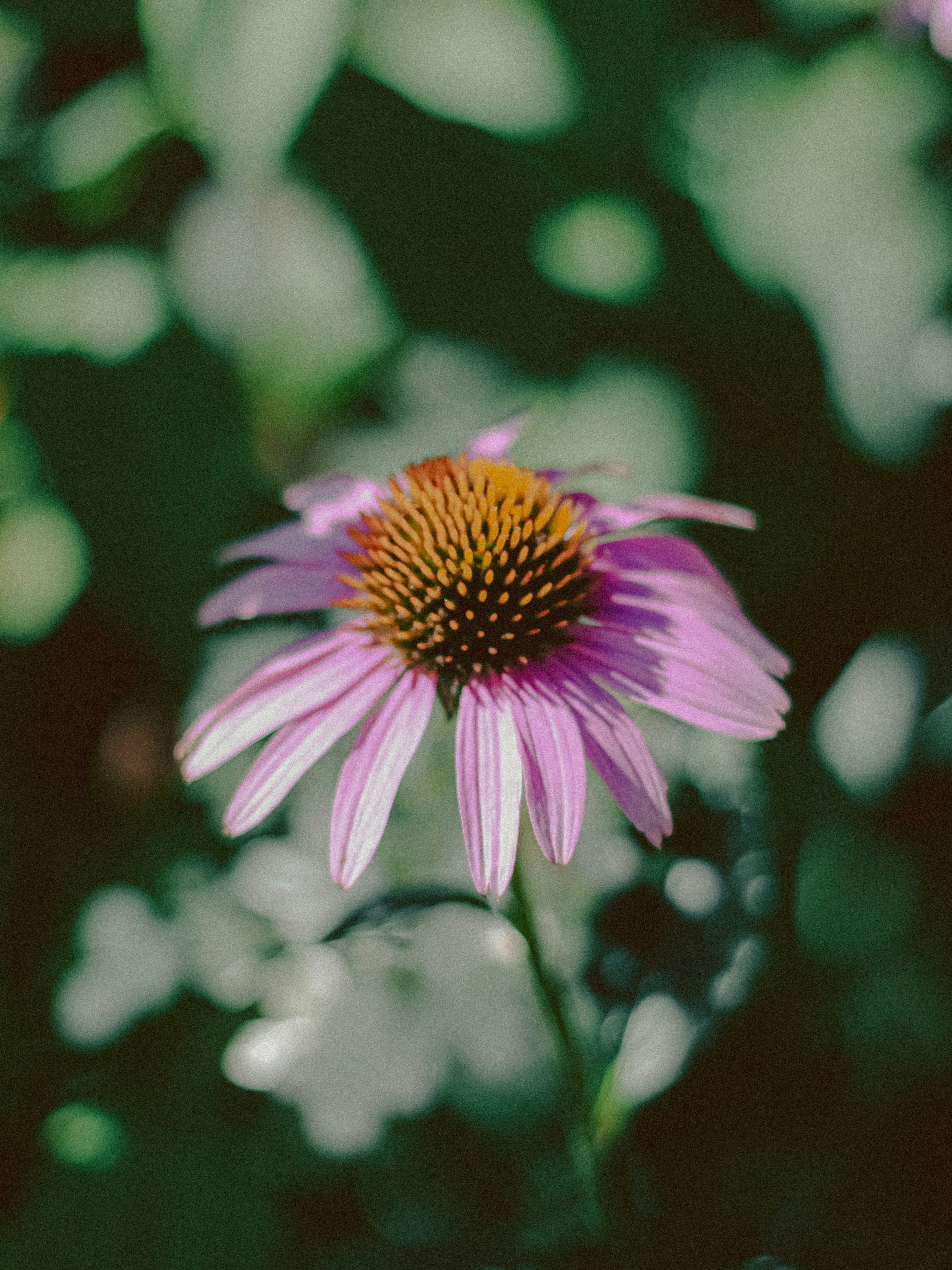 Photo by linusbelanger