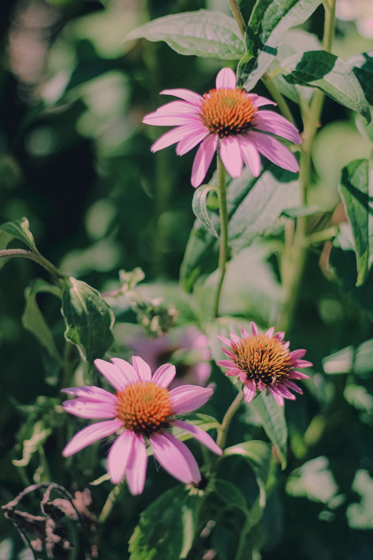 Purple coneflower echinacea in garden