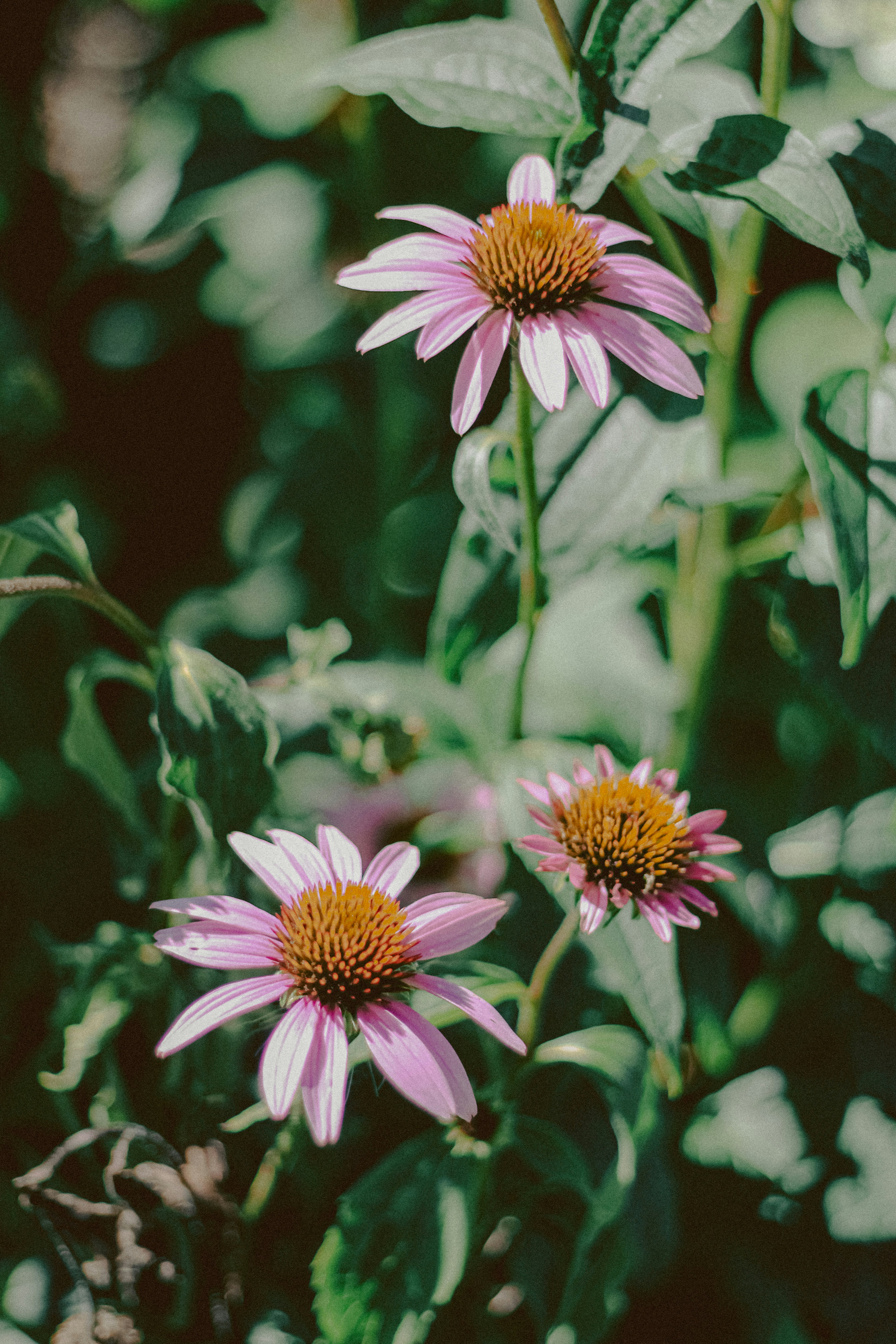 Photo by linusbelanger