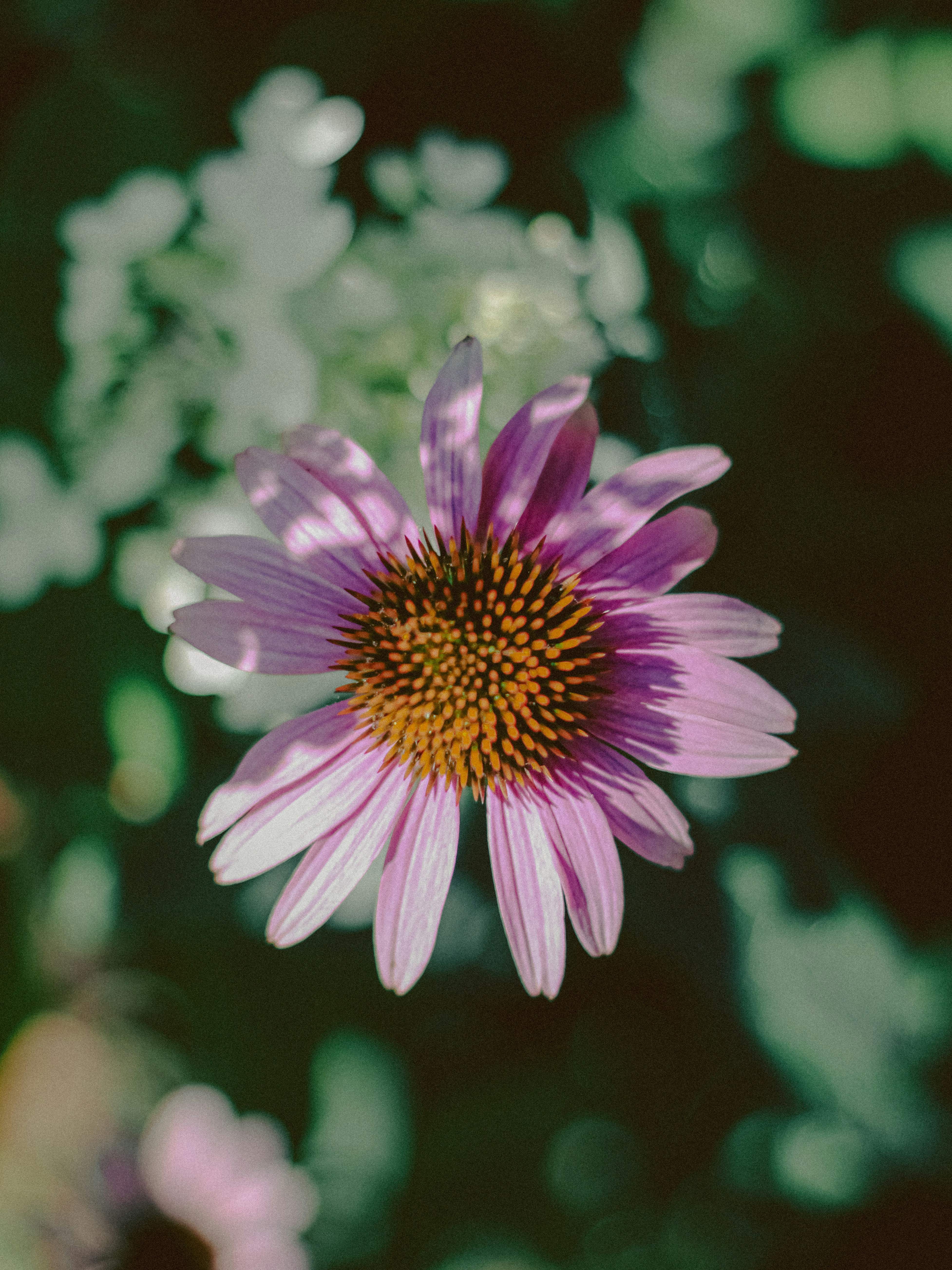 Photo by linusbelanger