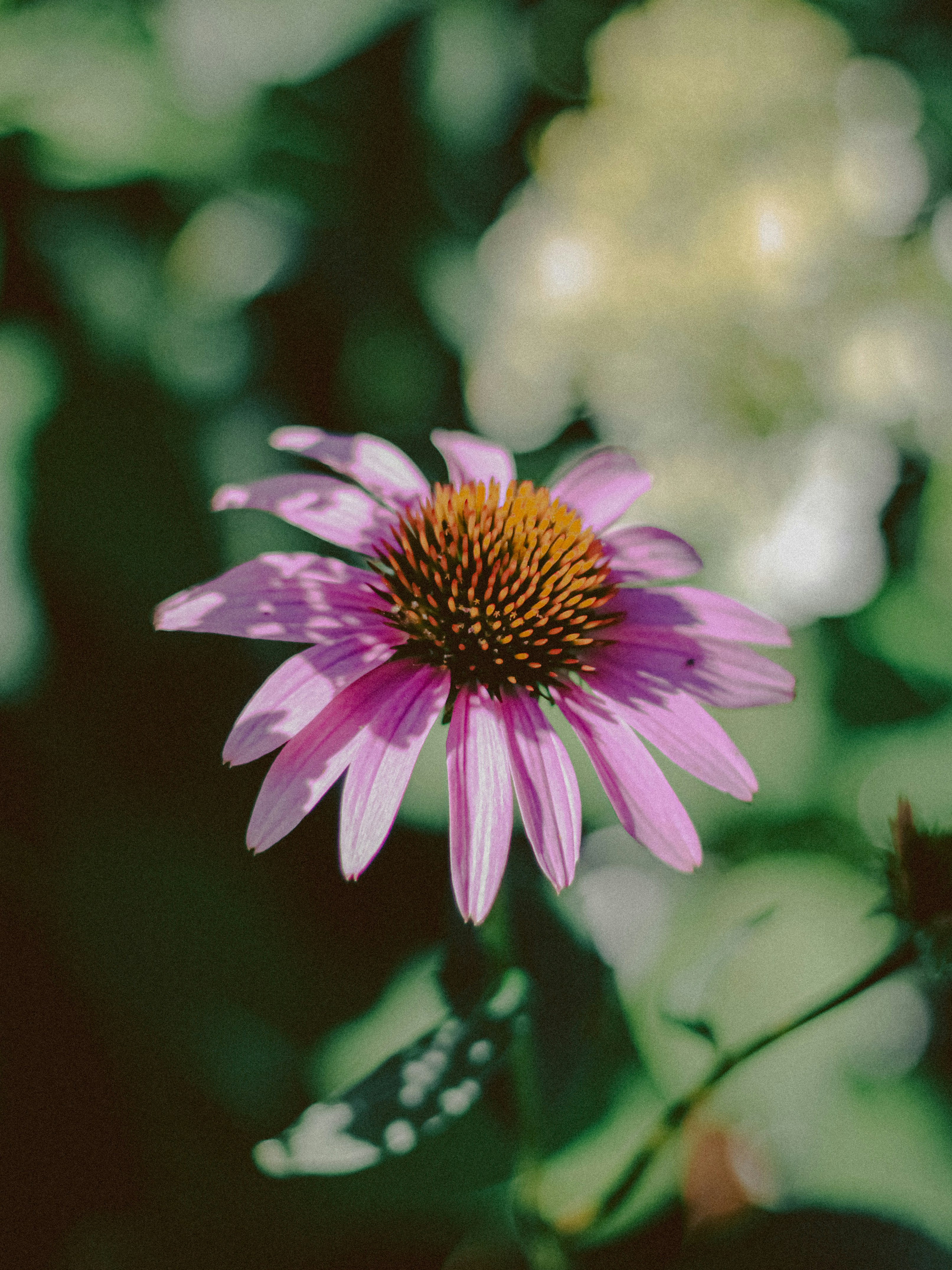 Photo by linusbelanger