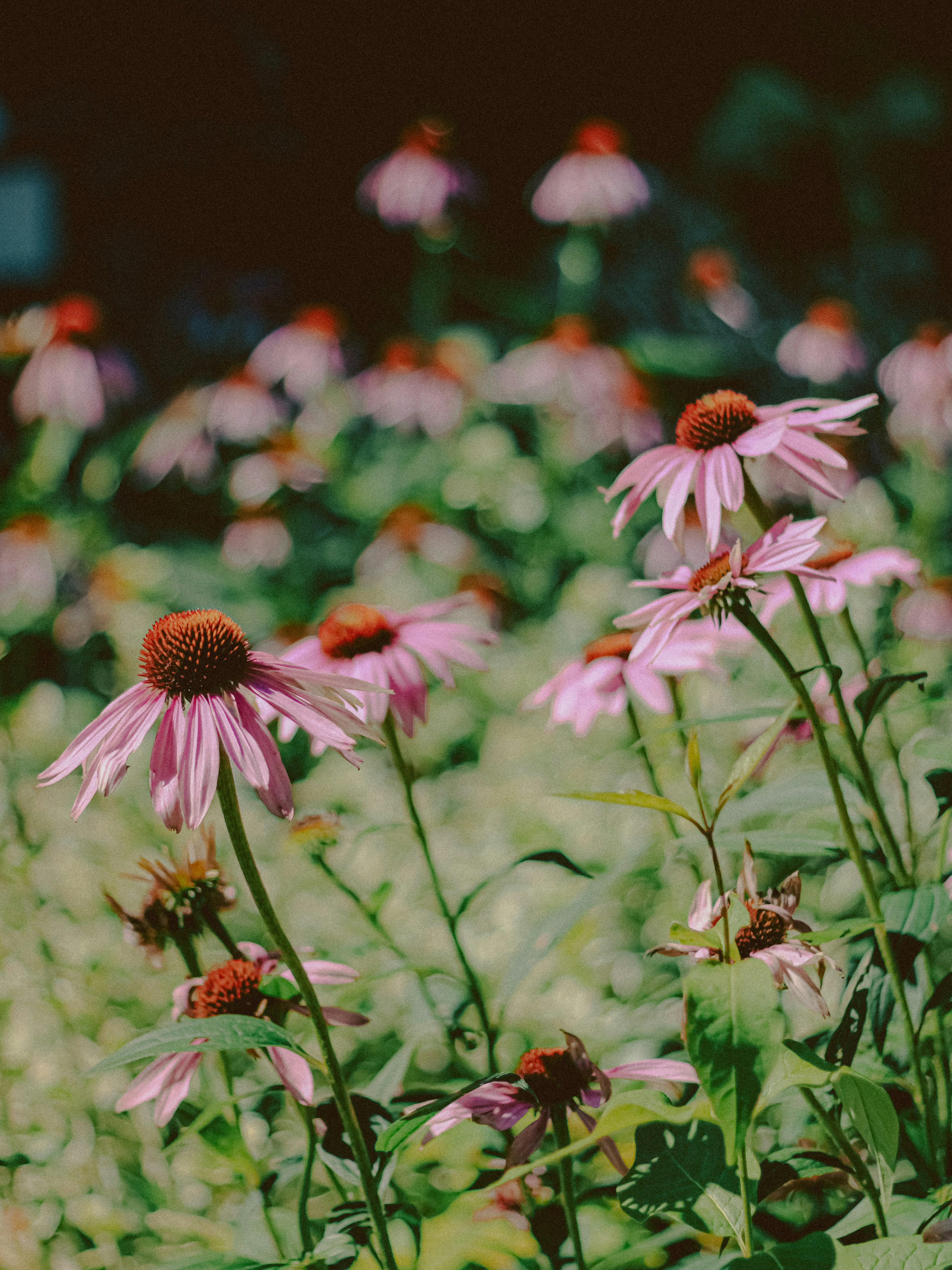 Photo by linusbelanger