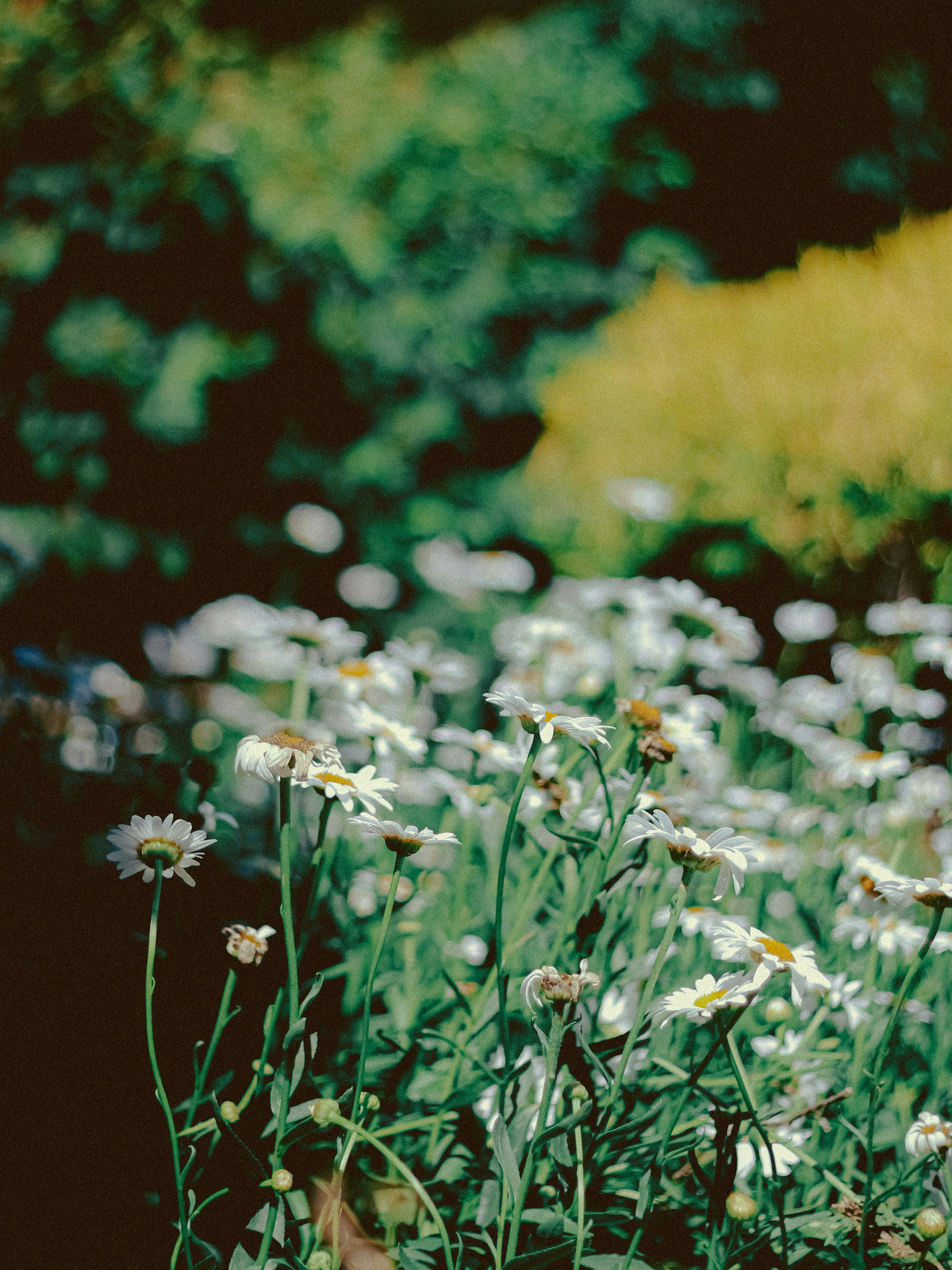 Photo by linusbelanger