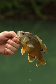 A hand holds a small fish with water dripping.