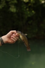 A hand holds a small catfish.