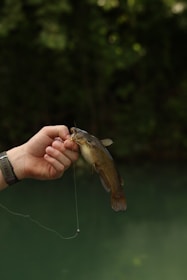A hand holds a small catfish.