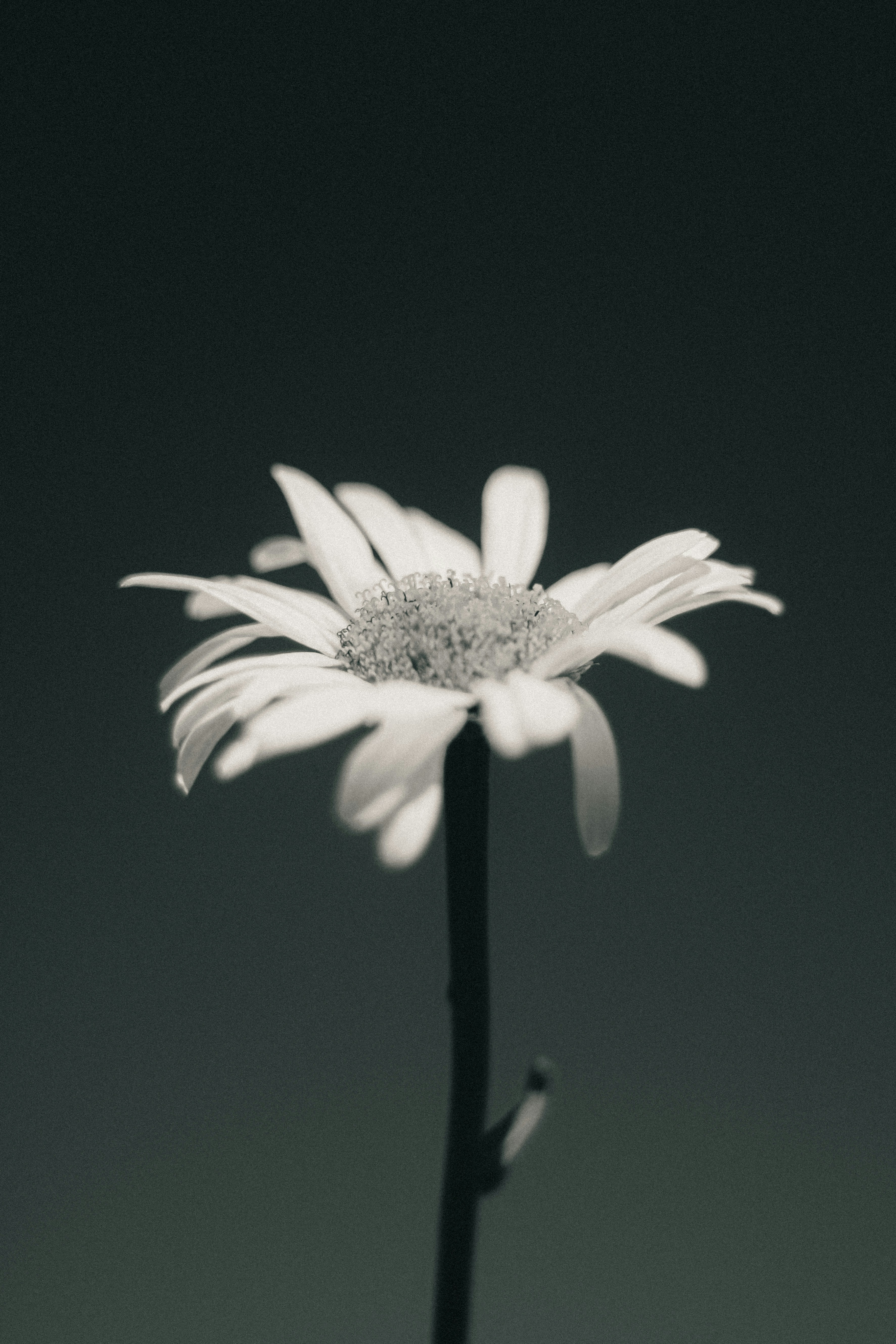 Photo by linusbelanger