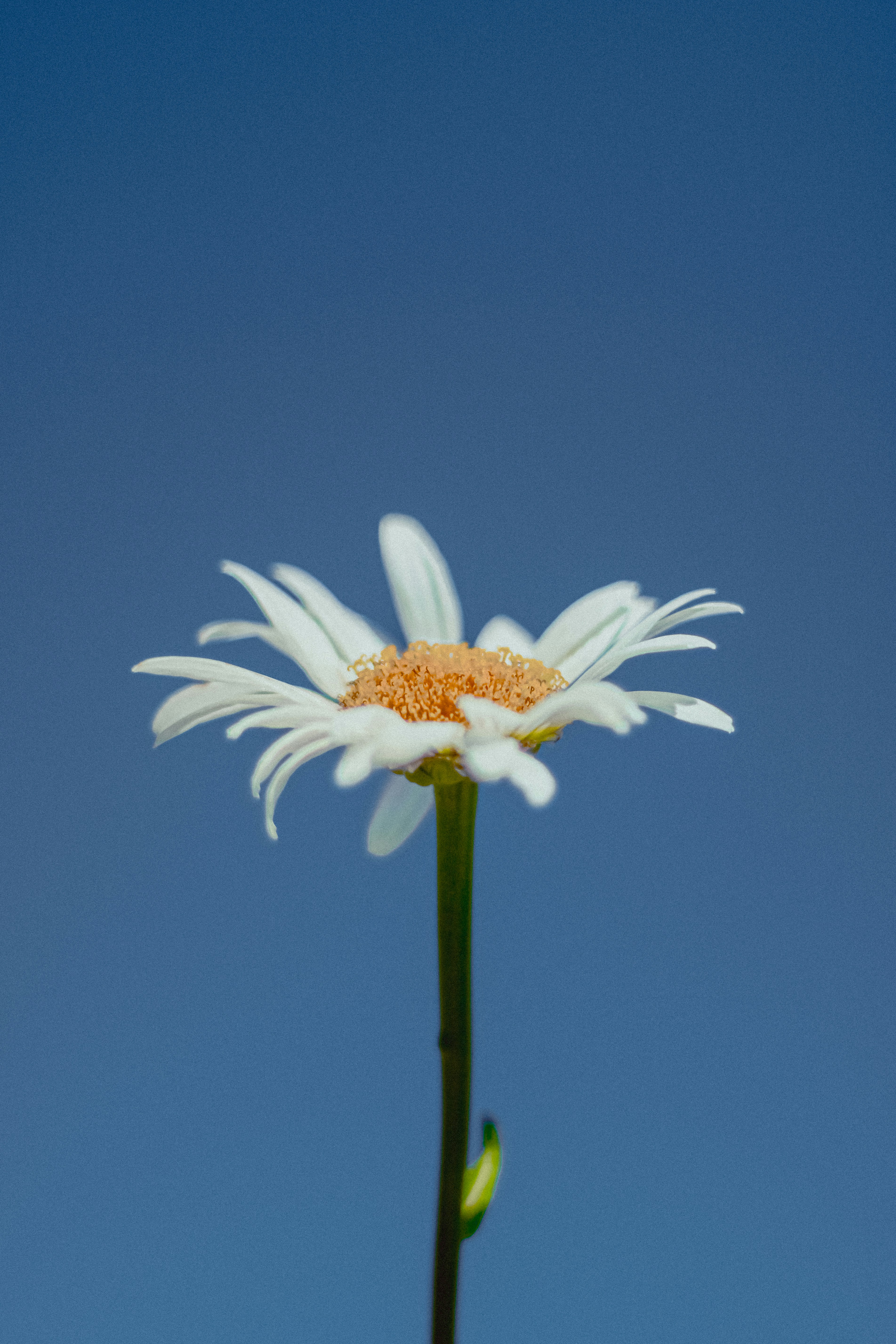 Photo by linusbelanger