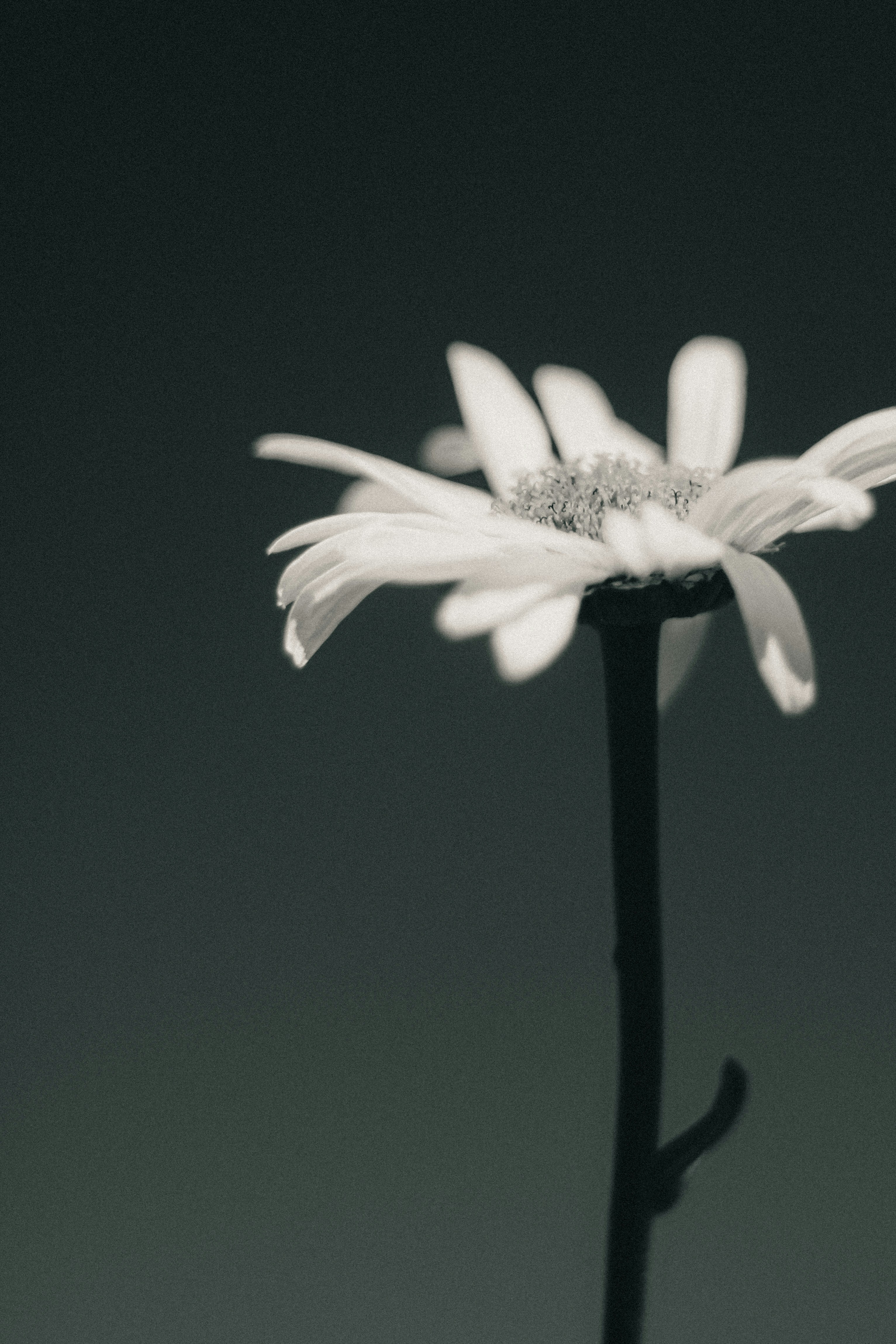 Photo by linusbelanger