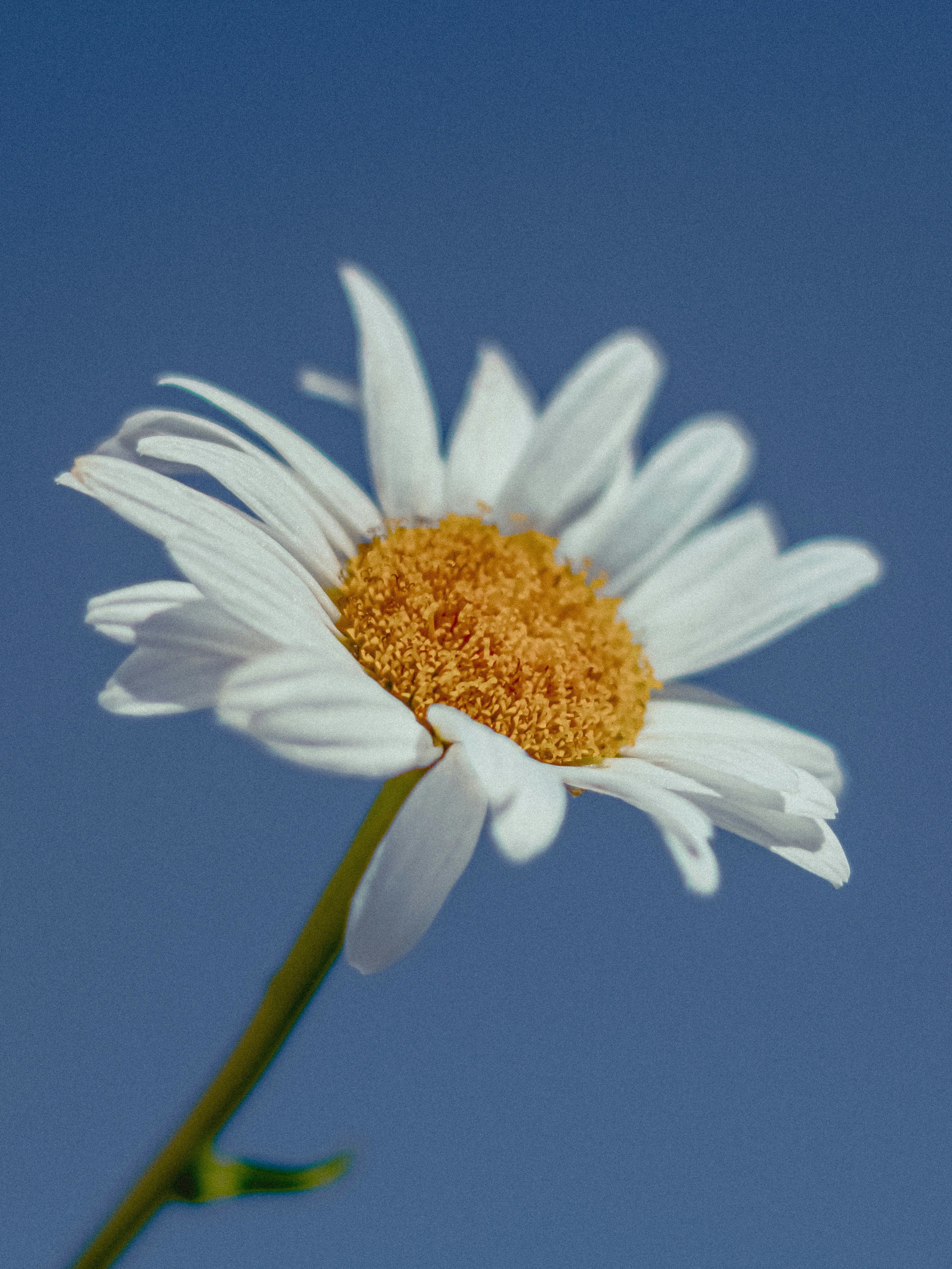 Photo by linusbelanger