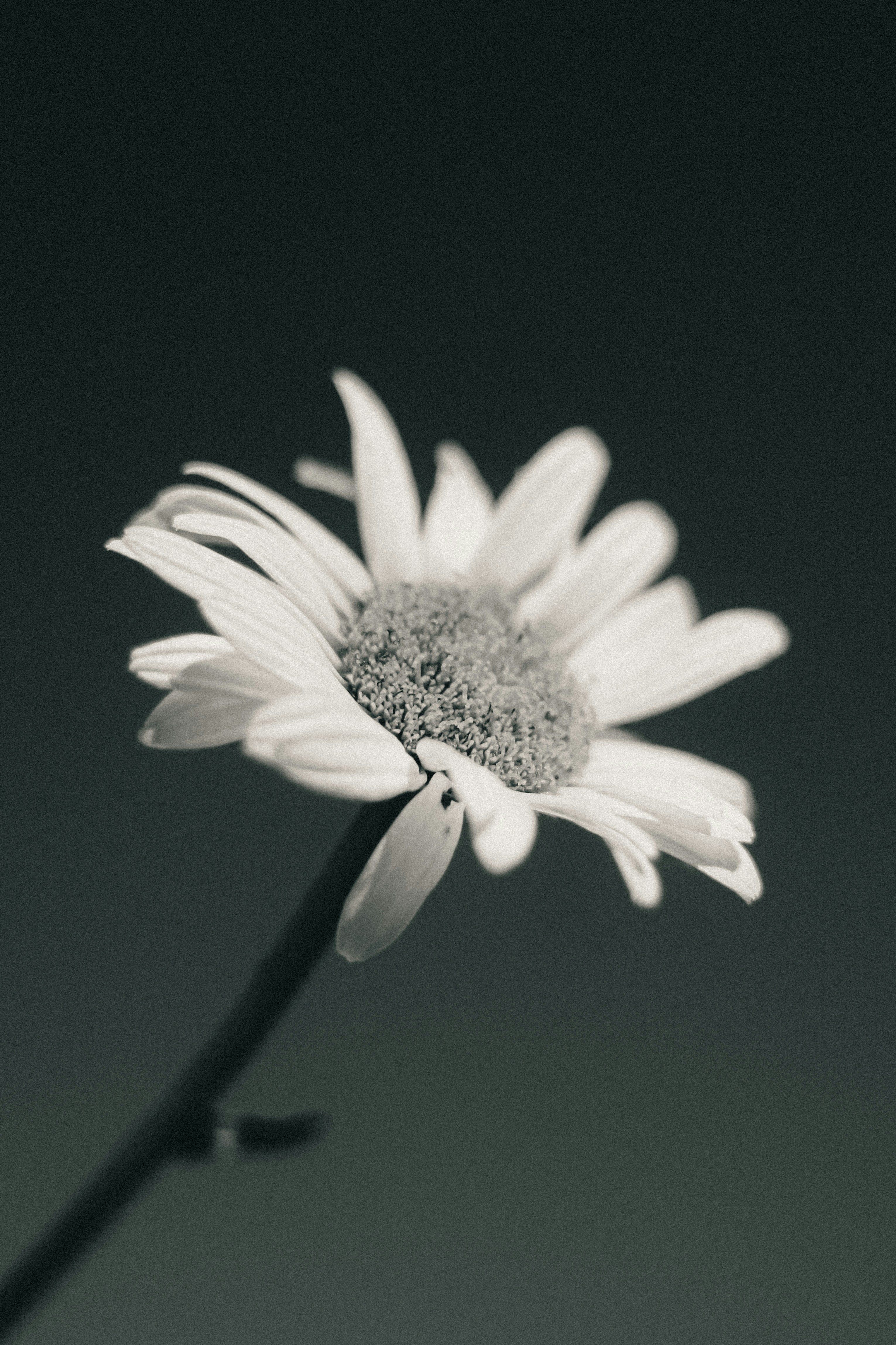 Photo by linusbelanger