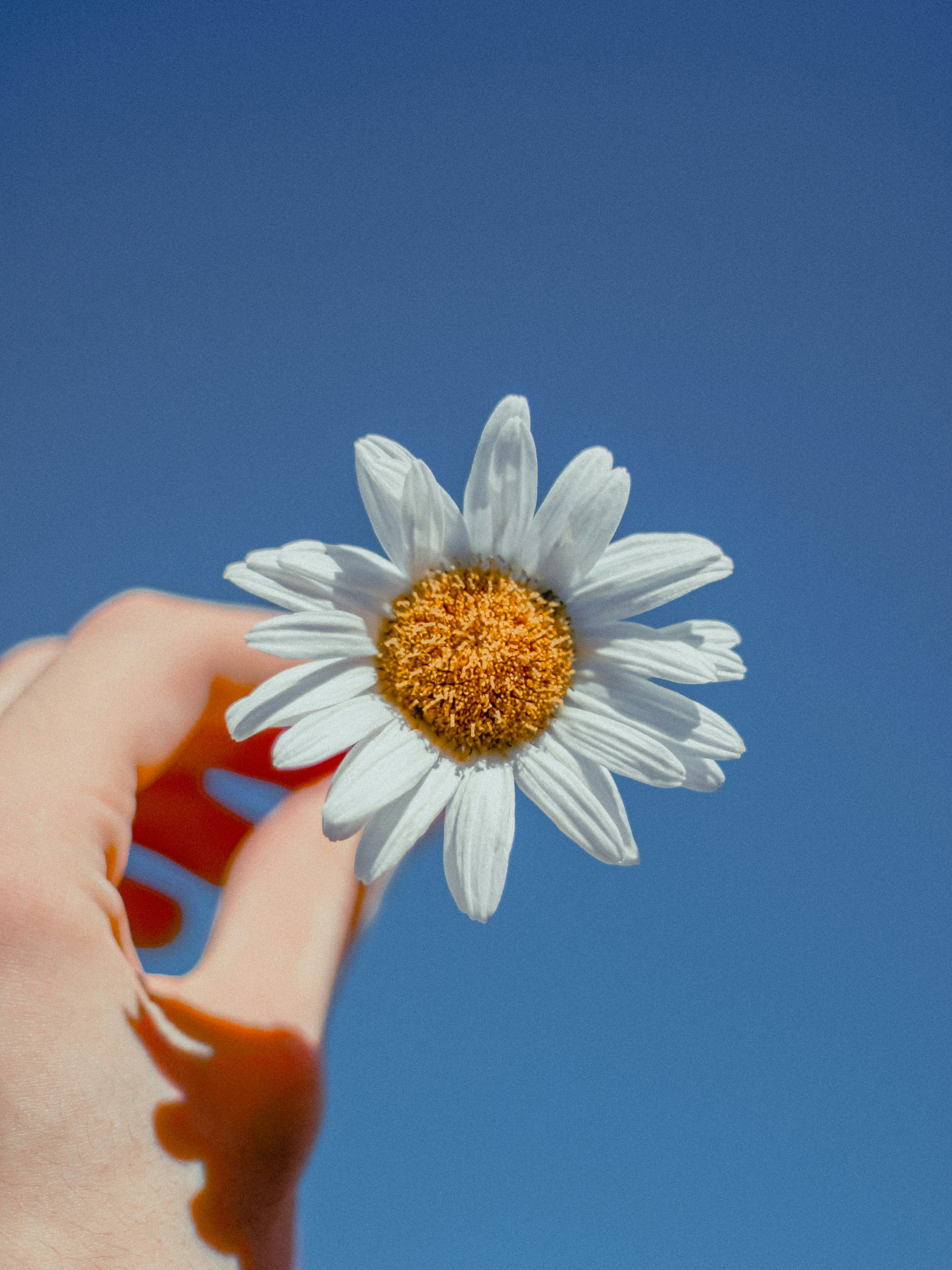 Photo by linusbelanger