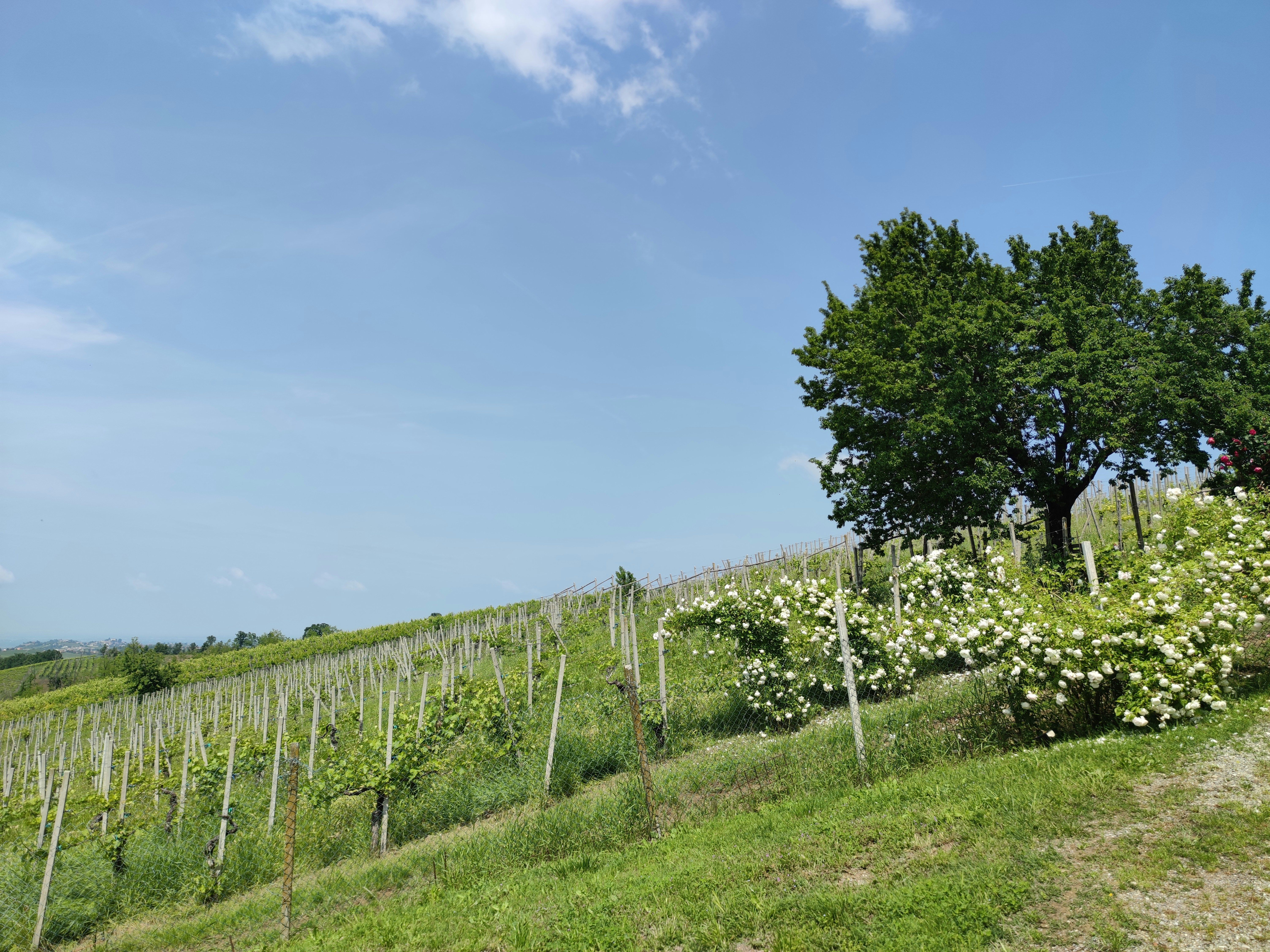 Vineyard and trees under a bright blue sky.