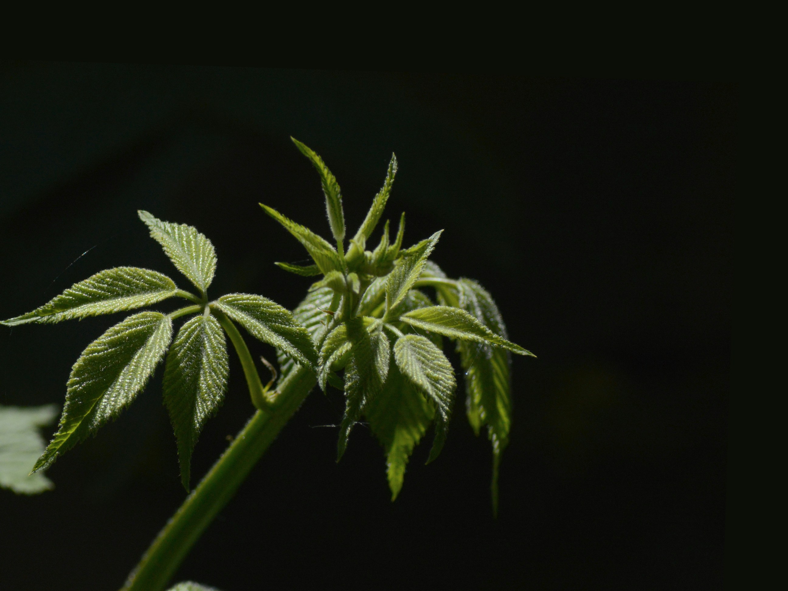 Fresh green leaves reaching towards sunlight.