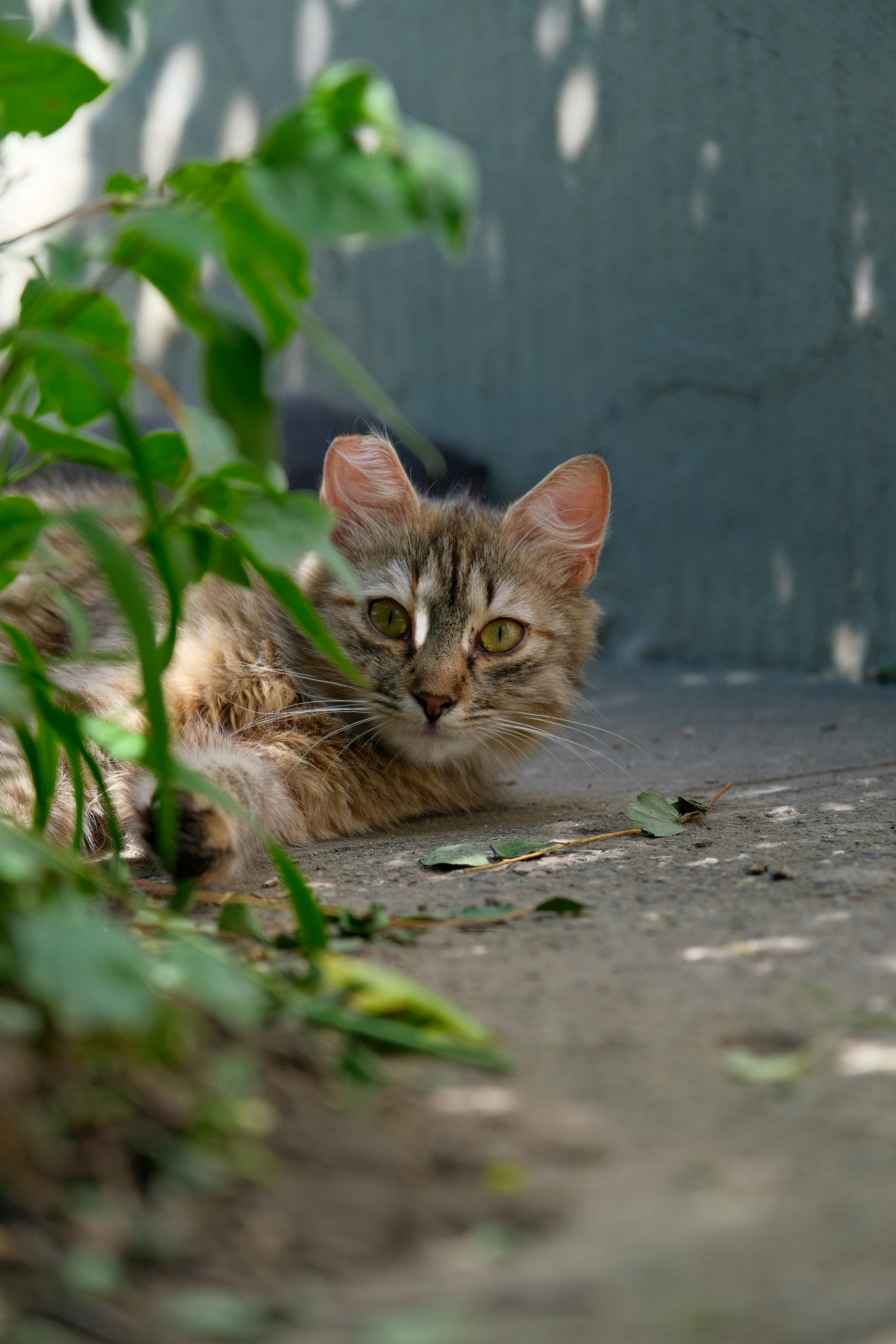 Photo by amadeusmoga