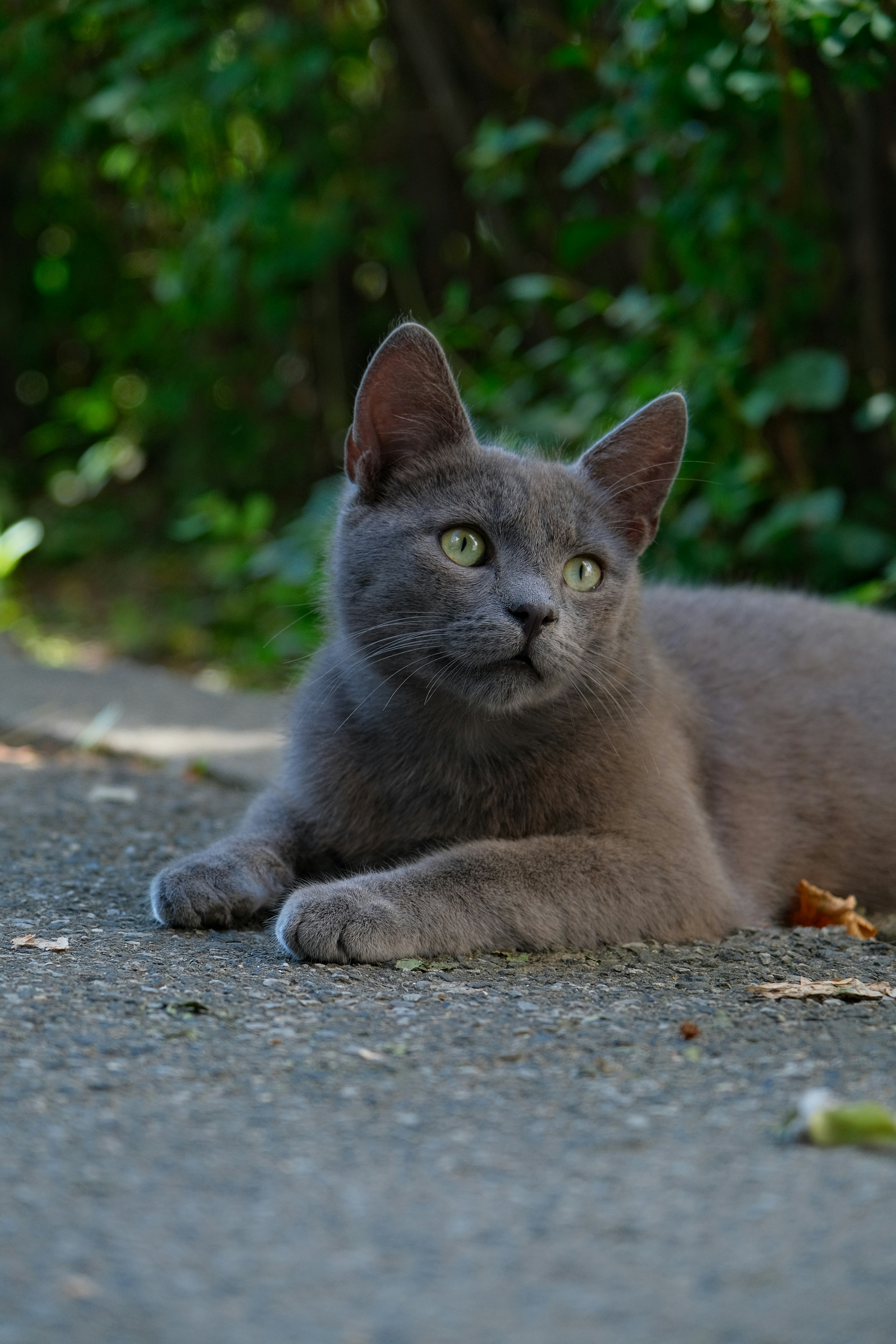 Photo by amadeusmoga