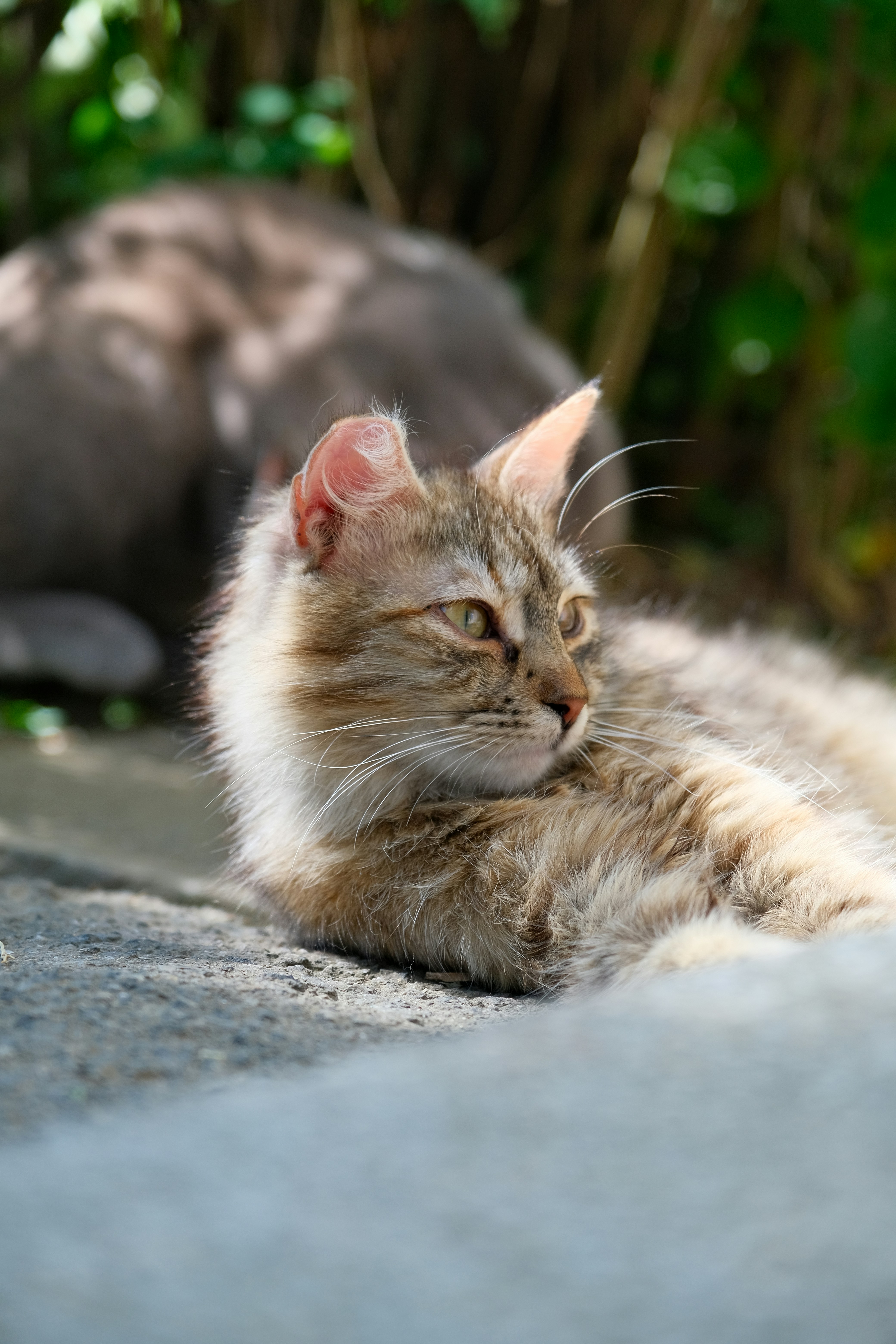 Photo by amadeusmoga