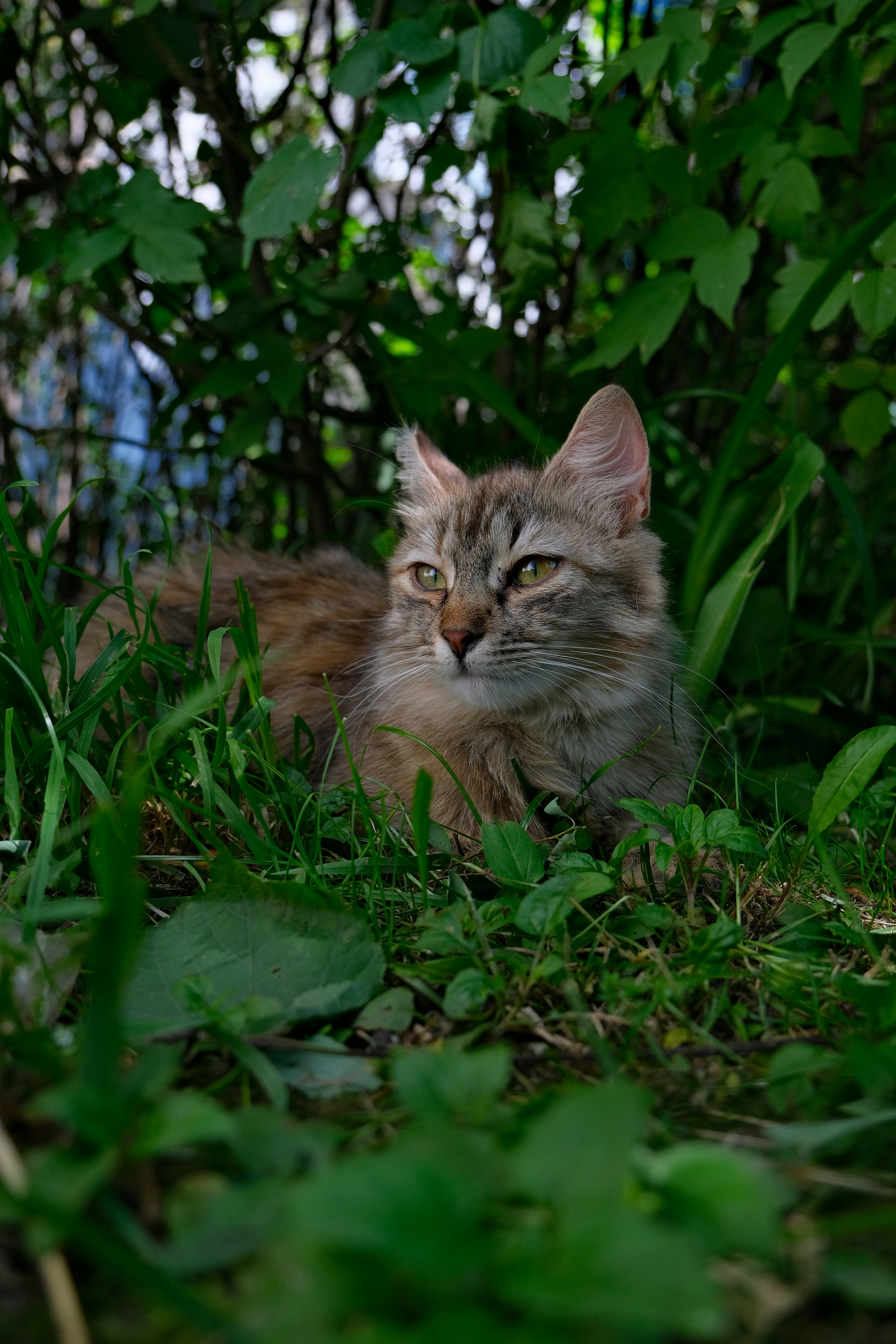 Photo by amadeusmoga